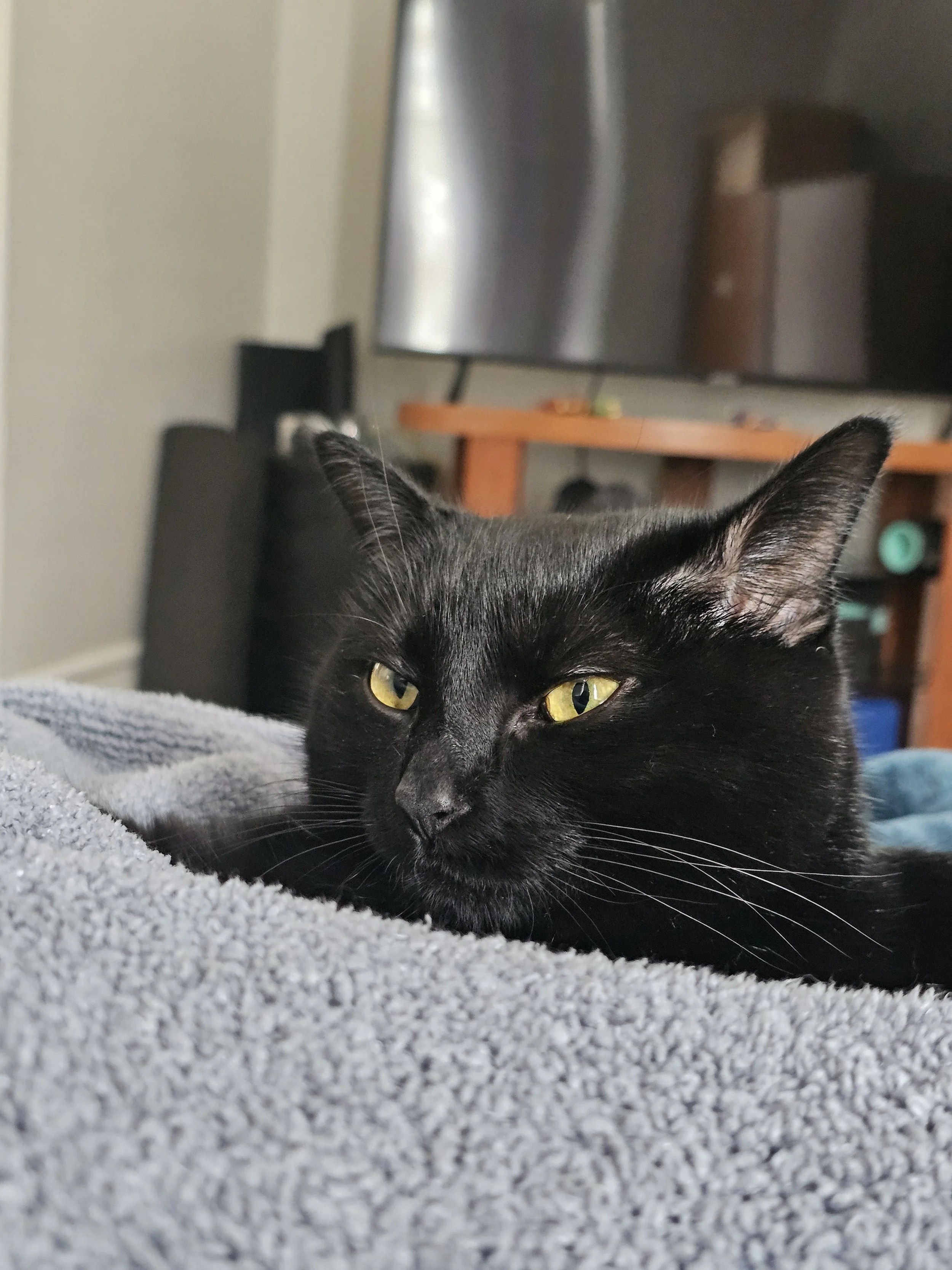 Close-up of a black cat with yellow eyes lying on a gray textured surface, with a television and wooden furniture in the background.