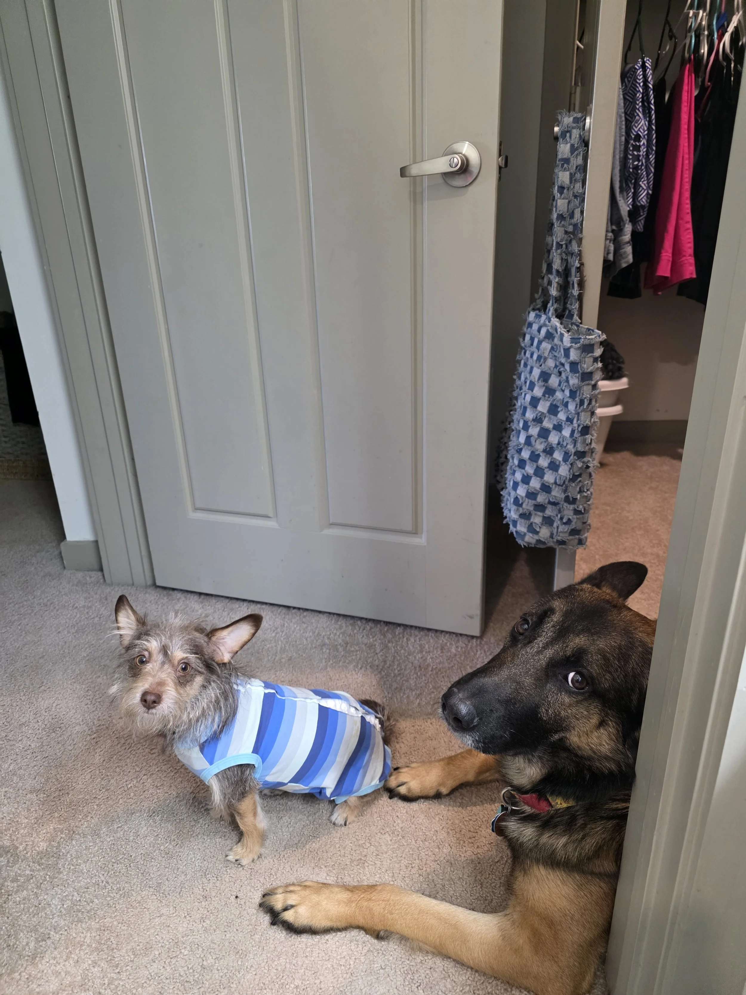 Two dogs inside a home, one wearing a blue and white striped shirt, sitting on beige carpet, and the other lying next to the door. Behind them, an open closet with clothes hanging and a fabric organizer hanging on the closet door.