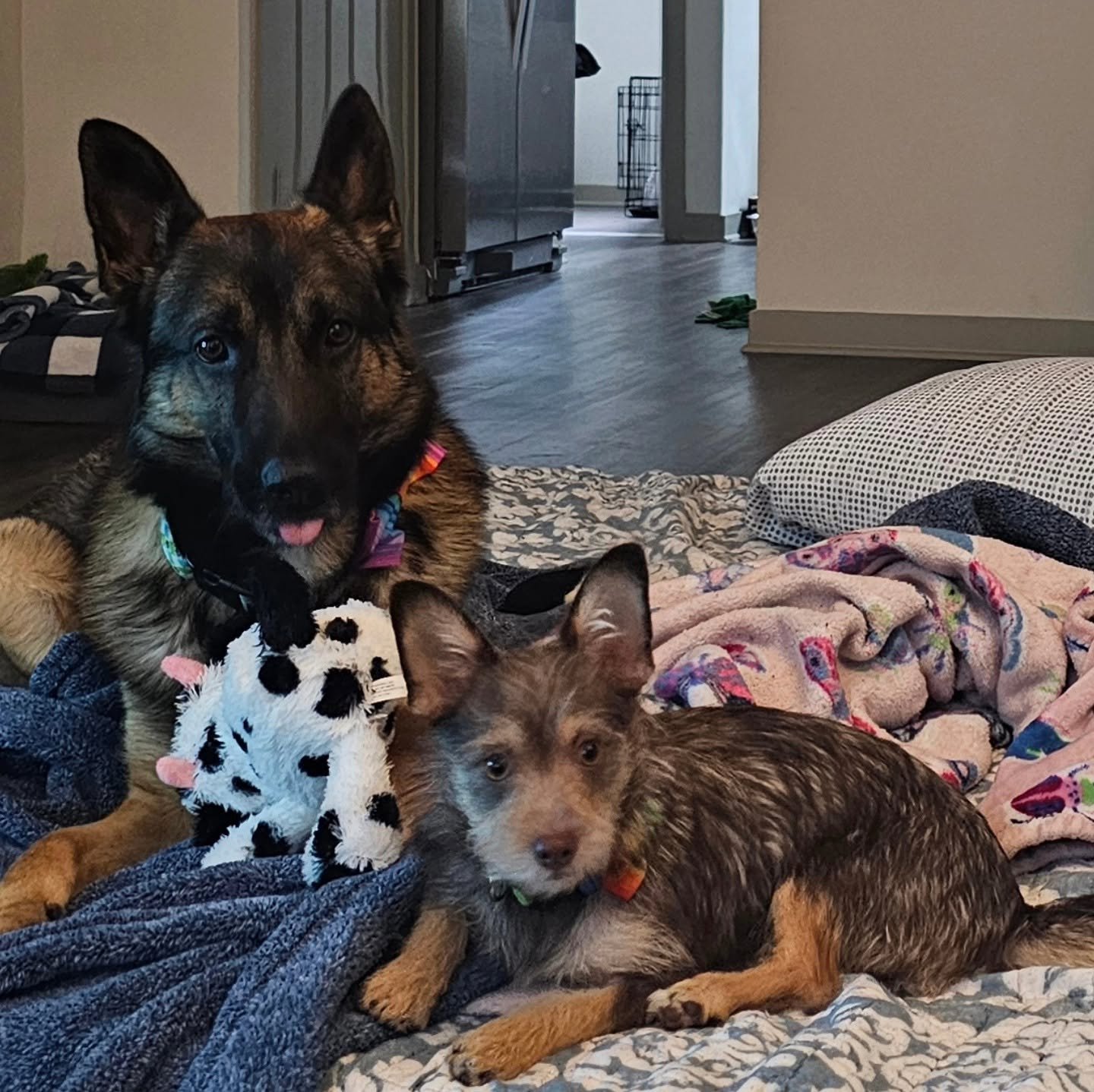Two puppies lying on blankets and clothes with one puppy holding a black and white plush toy, in a cozy indoor setting.