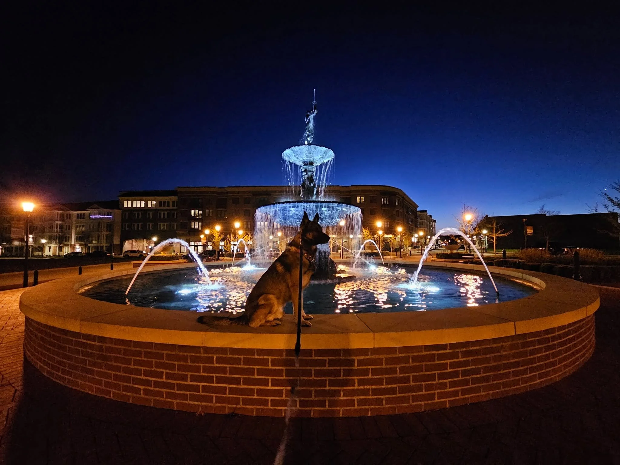 Night view of a public fountain with water illuminated in blue lights. In the foreground, a dog is sitting on the brick structure of the fountain, and in the background, there are apartment buildings with lit windows and streetlamps.