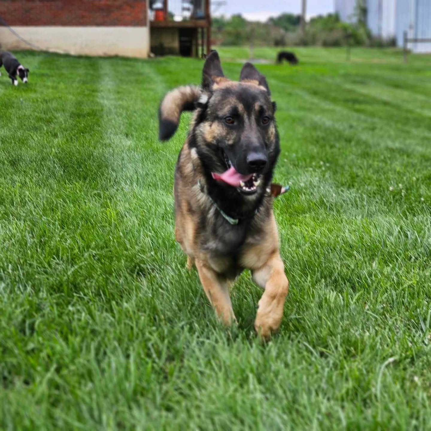A happy German Shepherd running on a green grassy field, with other dogs in the background.