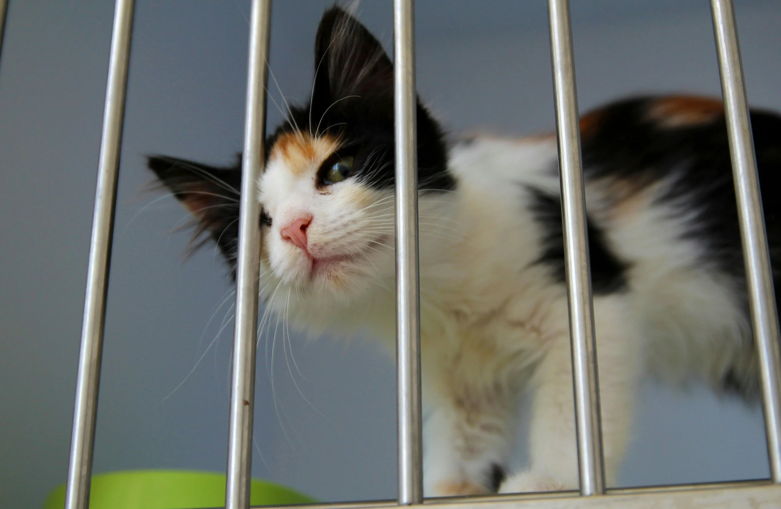A calico cat with black, white, and orange fur looking through metal bars of a cage.