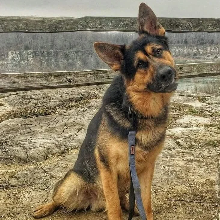 A German Shepherd dog with a black and tan coat sitting outdoors on a rocky, dirt ground, with a wooden fence in the background, looking at the camera with a tilted head.