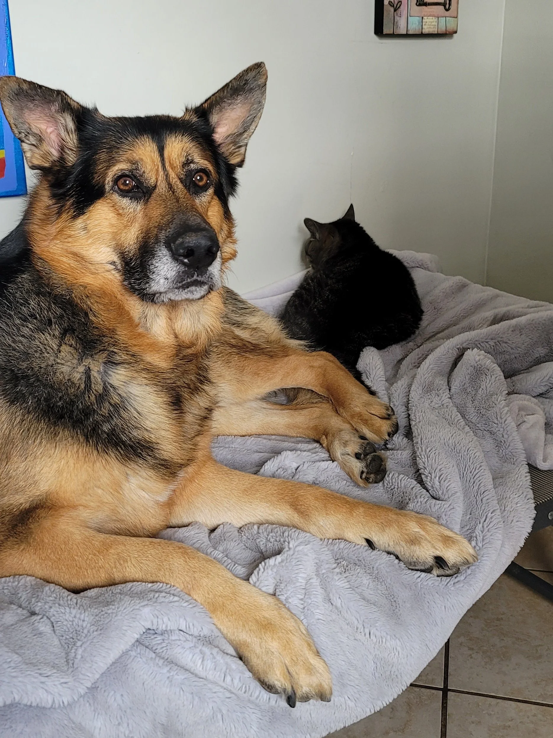 A large dog with black and tan fur lying on a gray blanket, with a gray and black tabby cat turned away in the background, on a bed. The dog has large ears, and the room has white walls with some artwork hanging.