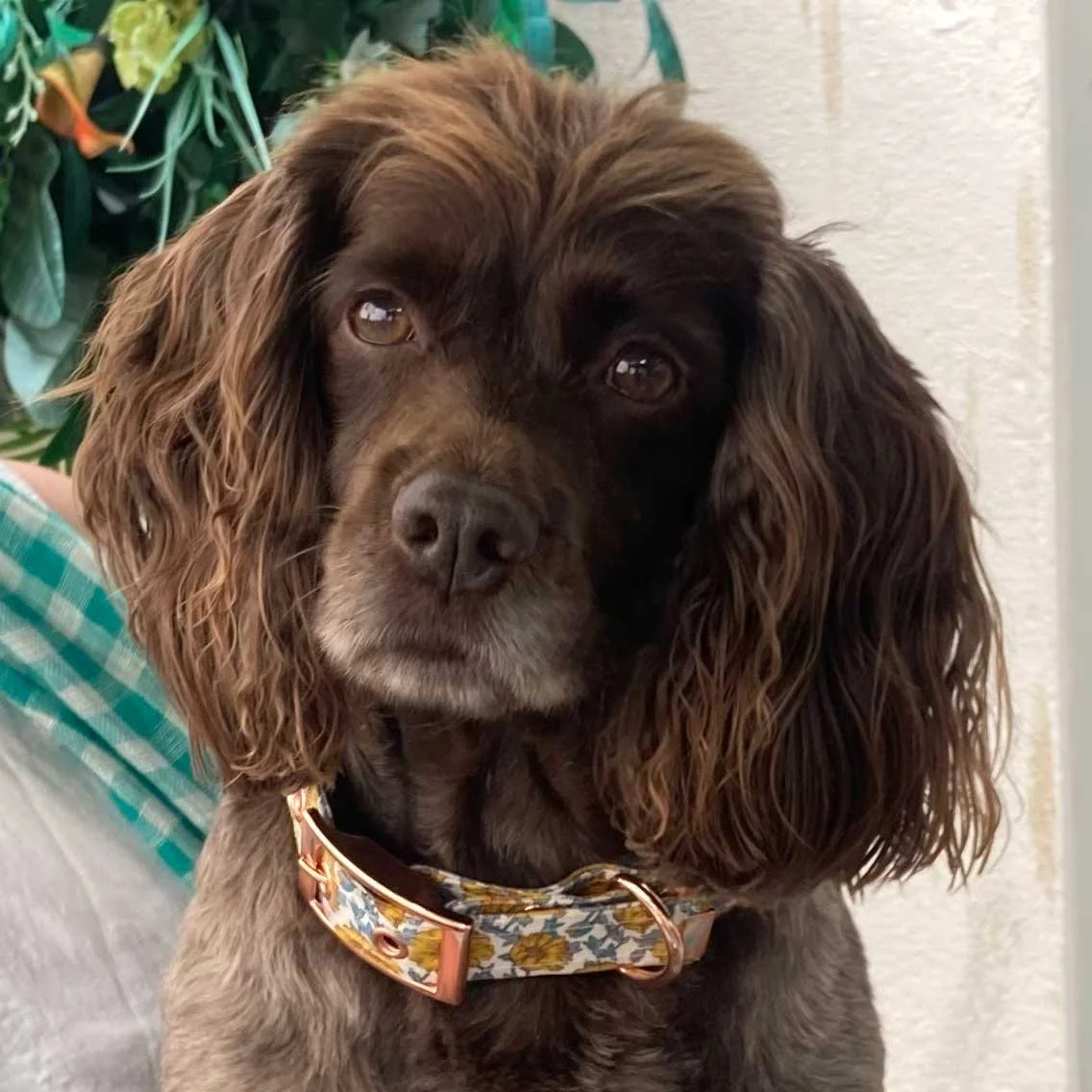 small-liberty-fabric-dog-collar-example.jpg