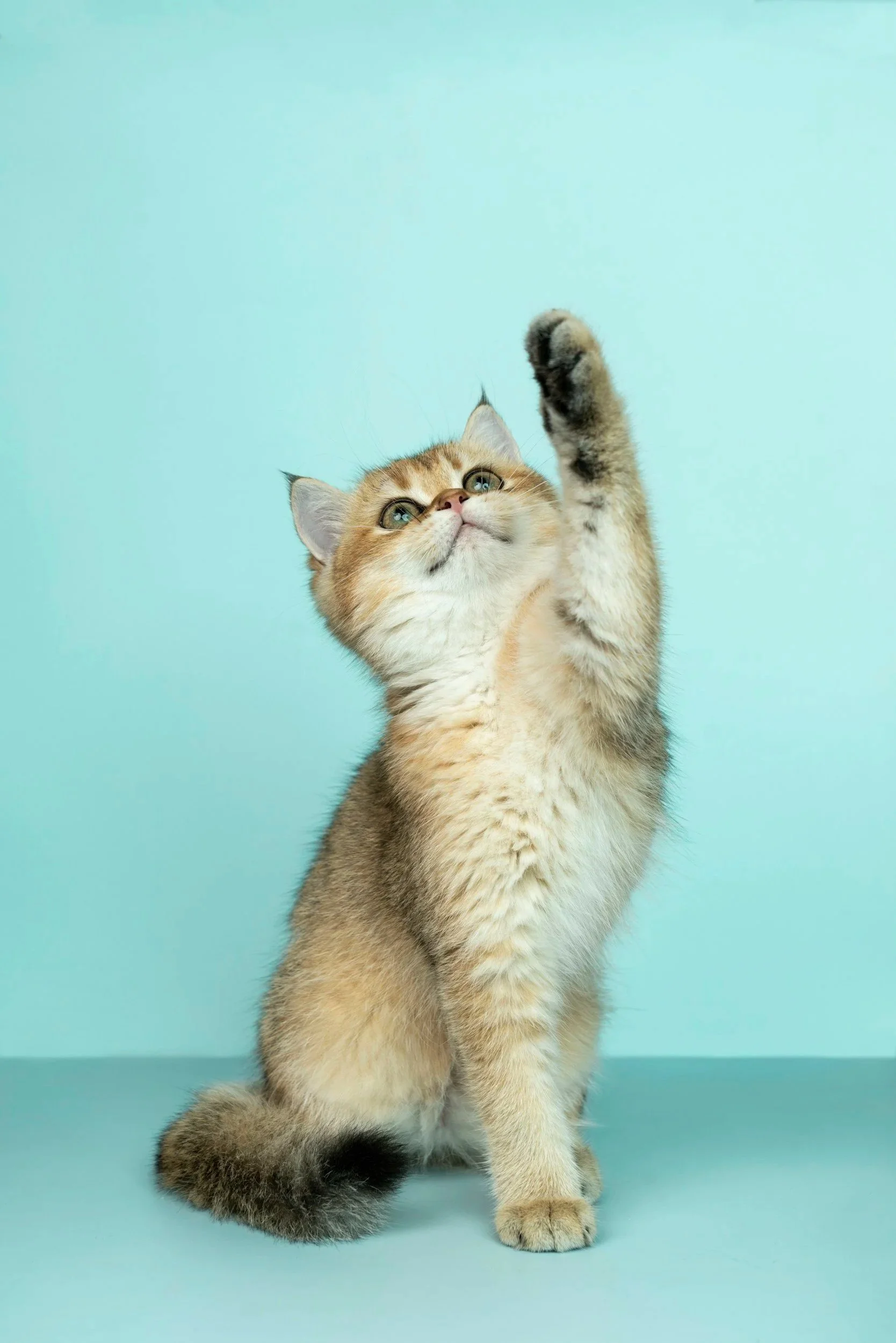 A playful orange and white kitten with a fluffy tail reaching upward against a pastel blue background.