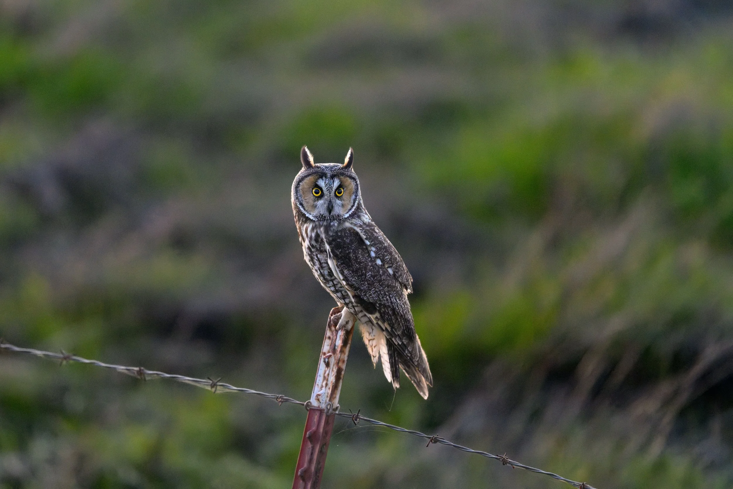 _DSC2862-DxO_DeepPRIME 3-Edit-2.jpg