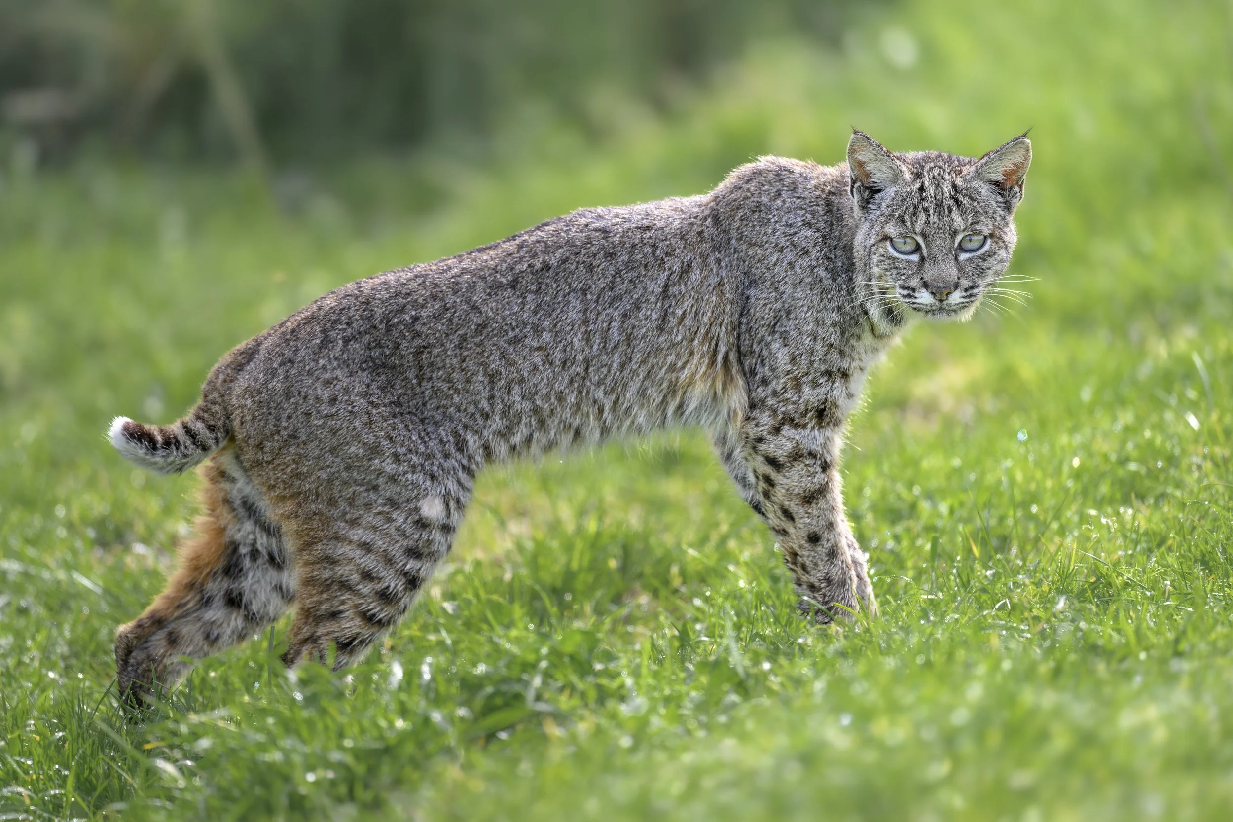 Bobcat.jpg