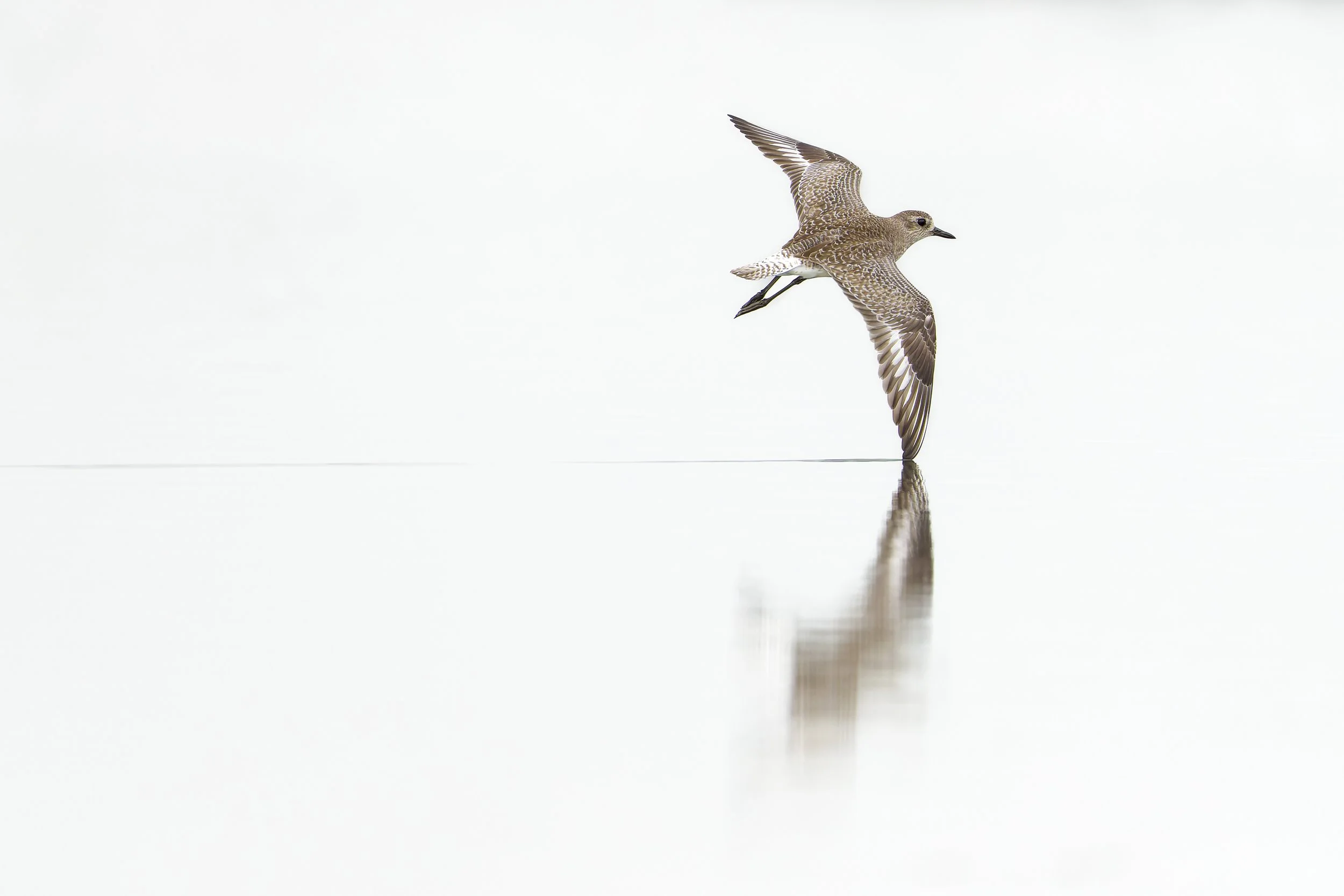 _DSC8063-ARW_DxO_DeepPRIMEXD-2.jpg