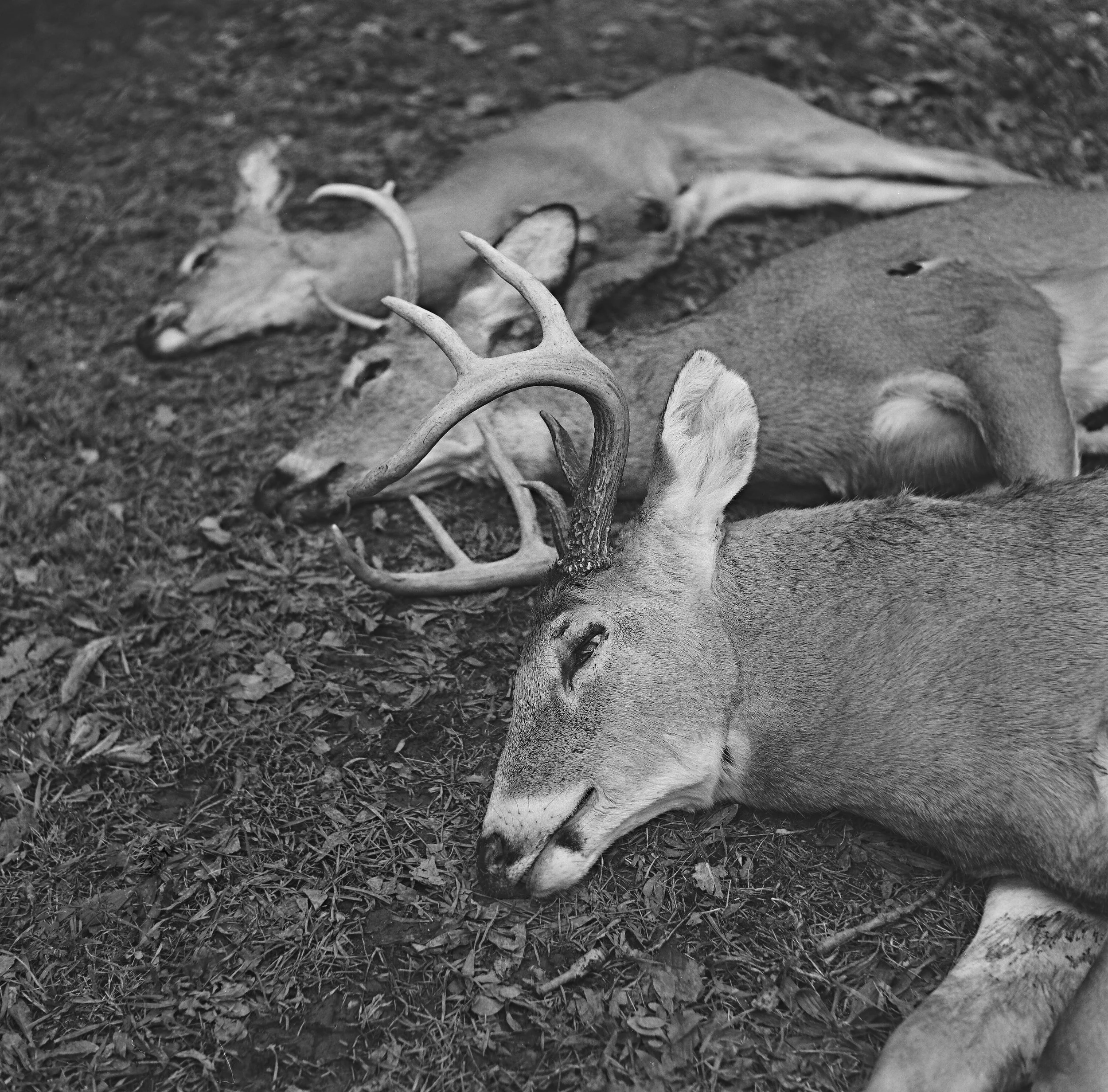 20241119_DeerCamp_120Film_016.jpg