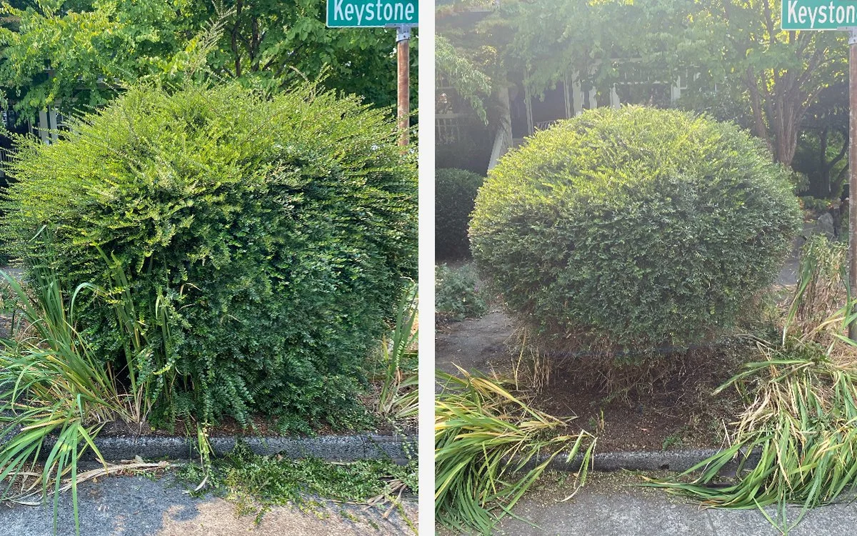 Before and after images of a well-trimmed, rounded bush in a garden, with a street sign for Keystone visible in the background.
