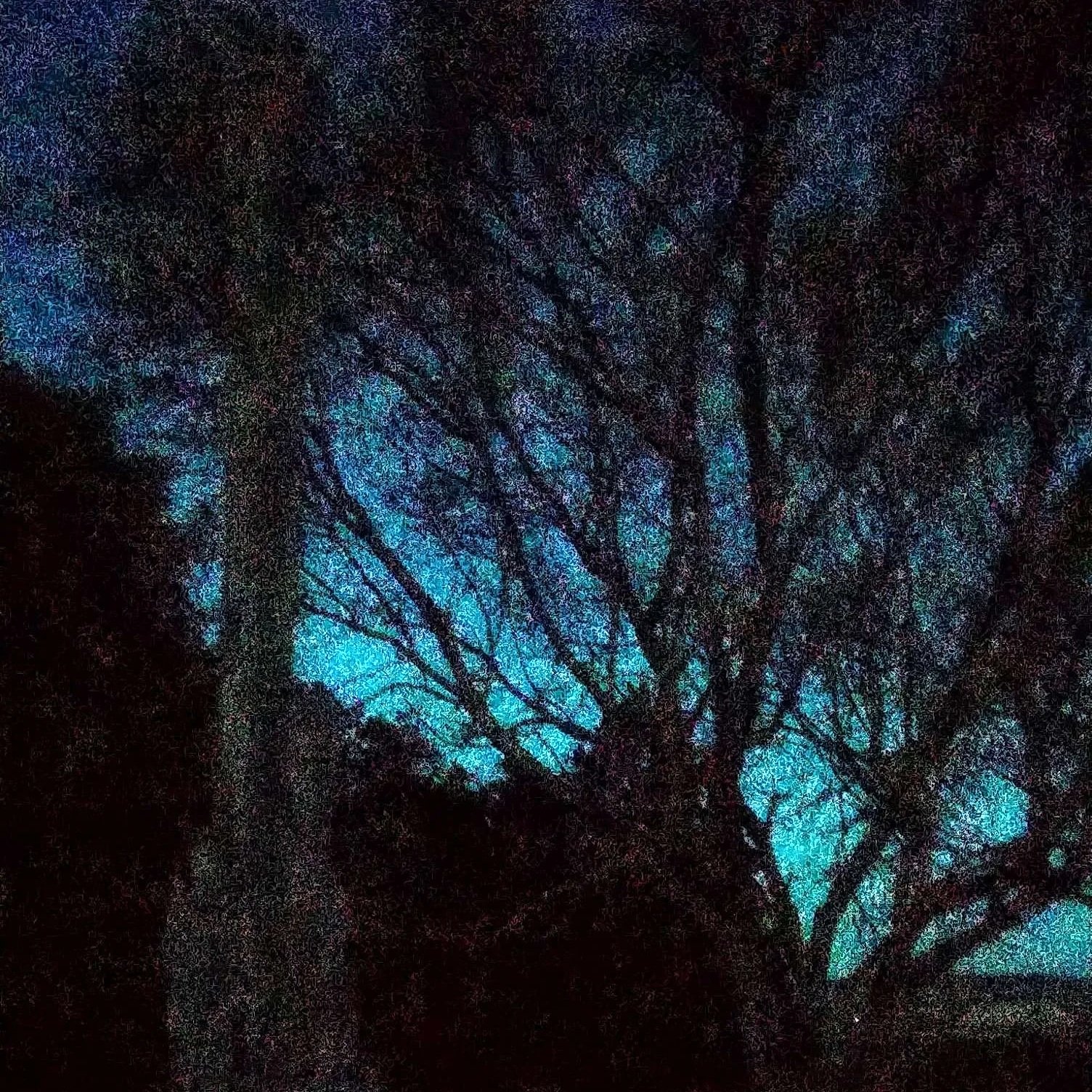 Silhouette of tree branches during twilight with blue sky in the background.