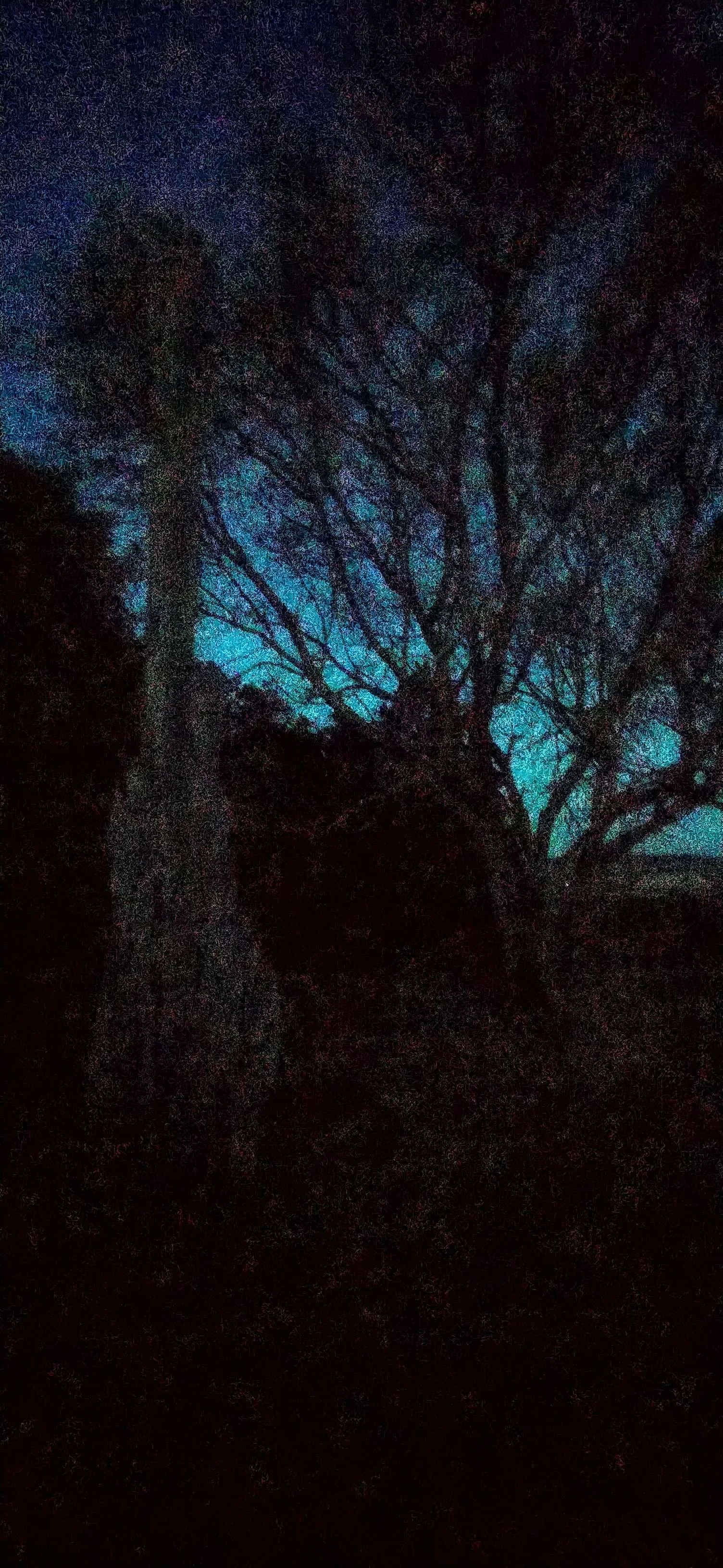 Nighttime scene with silhouetted tree branches against a blue sky.