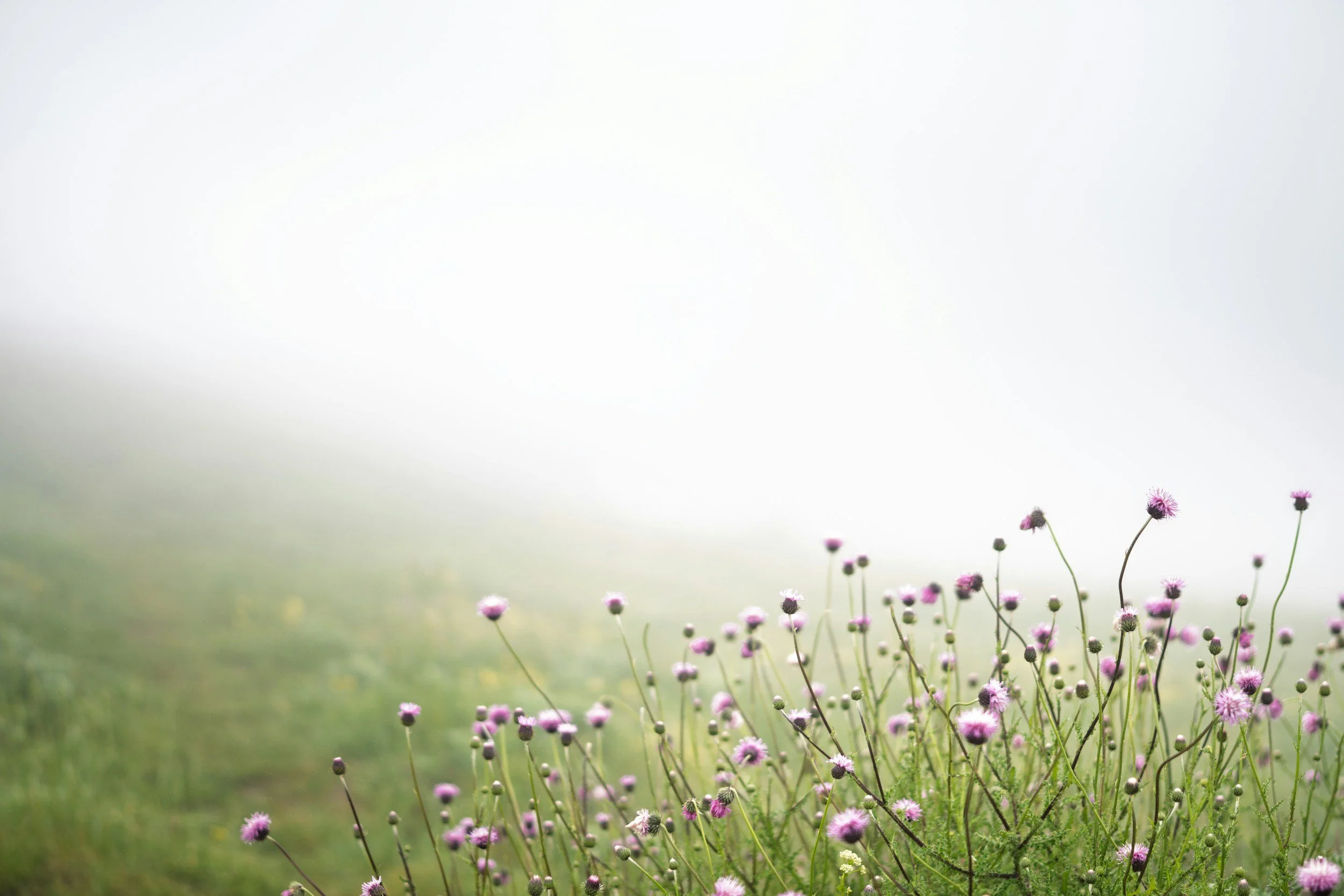 A field of purple wildflowers and green grass with a hazy sky in the background.