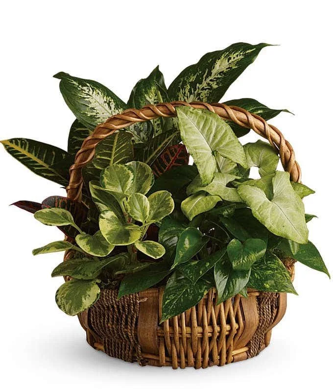 Garden Basket