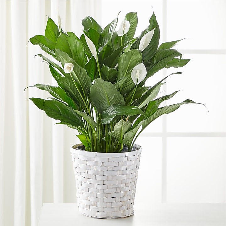 Peace Lily.jpg