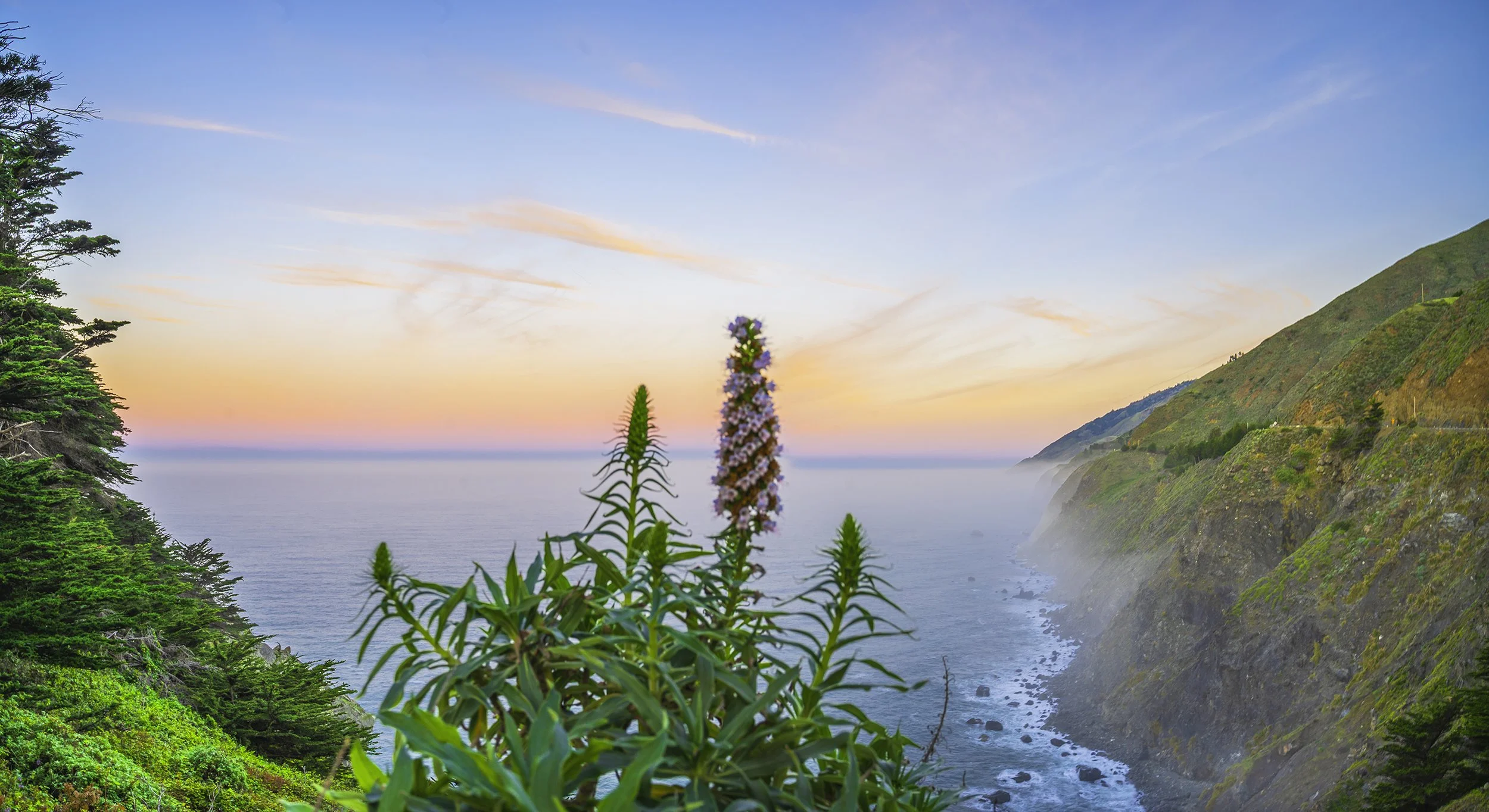 "Blooms on the Rise"