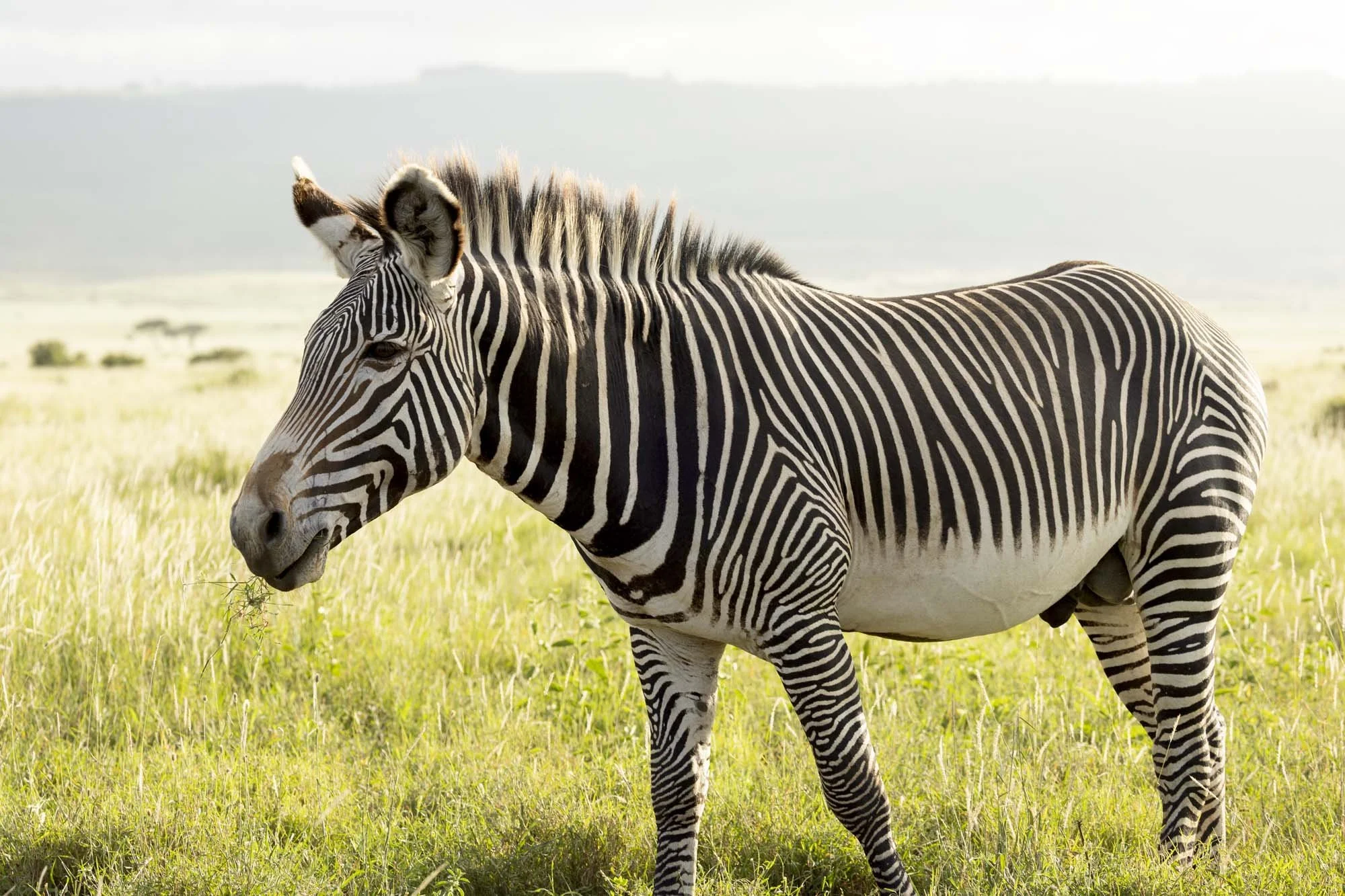 A headshot of  Grevy'z Zebra photographed in central Kenya, December 2023.