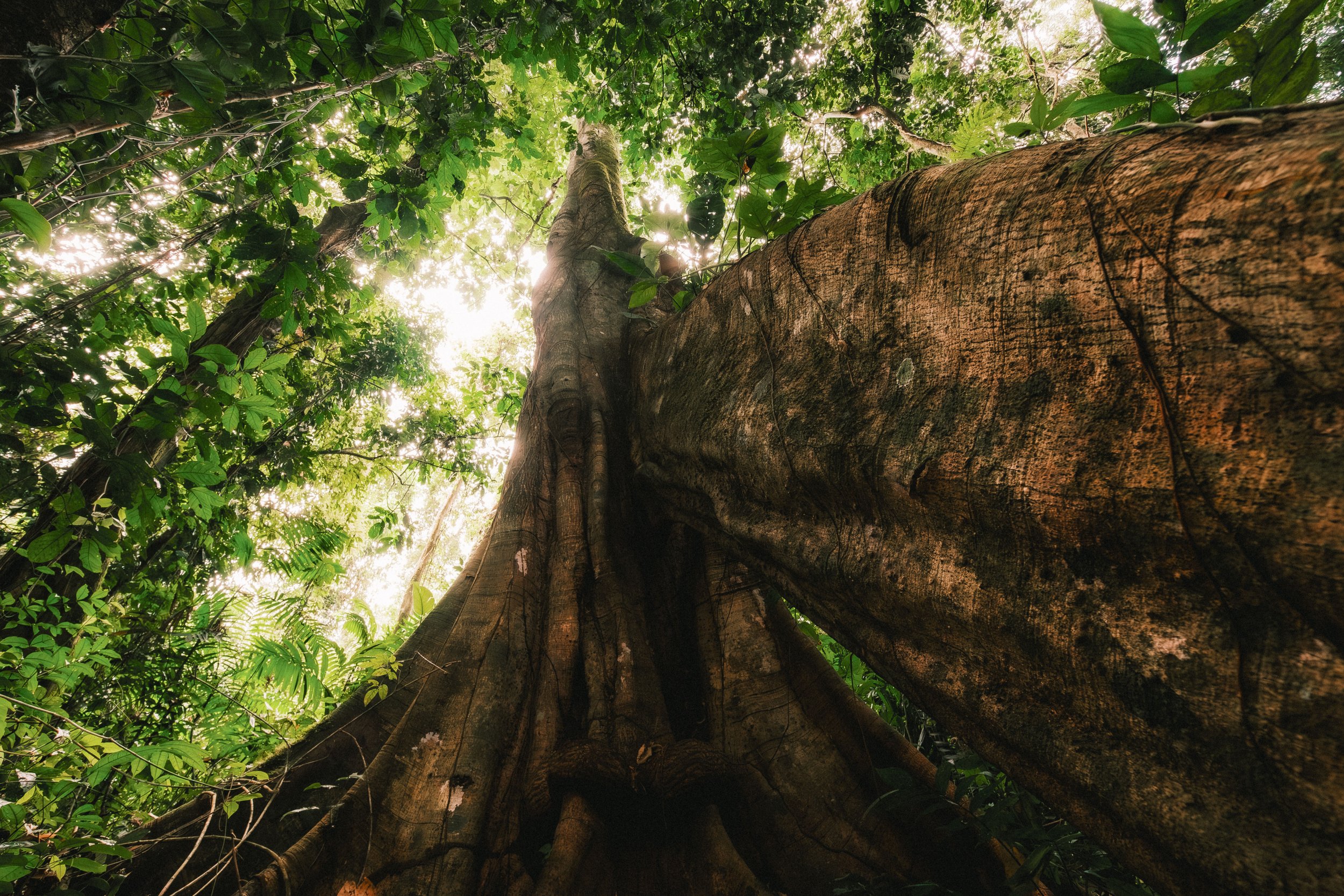 27TheJungleJournal_Lacandona-FUJI1368-Enhanced-NR.jpg