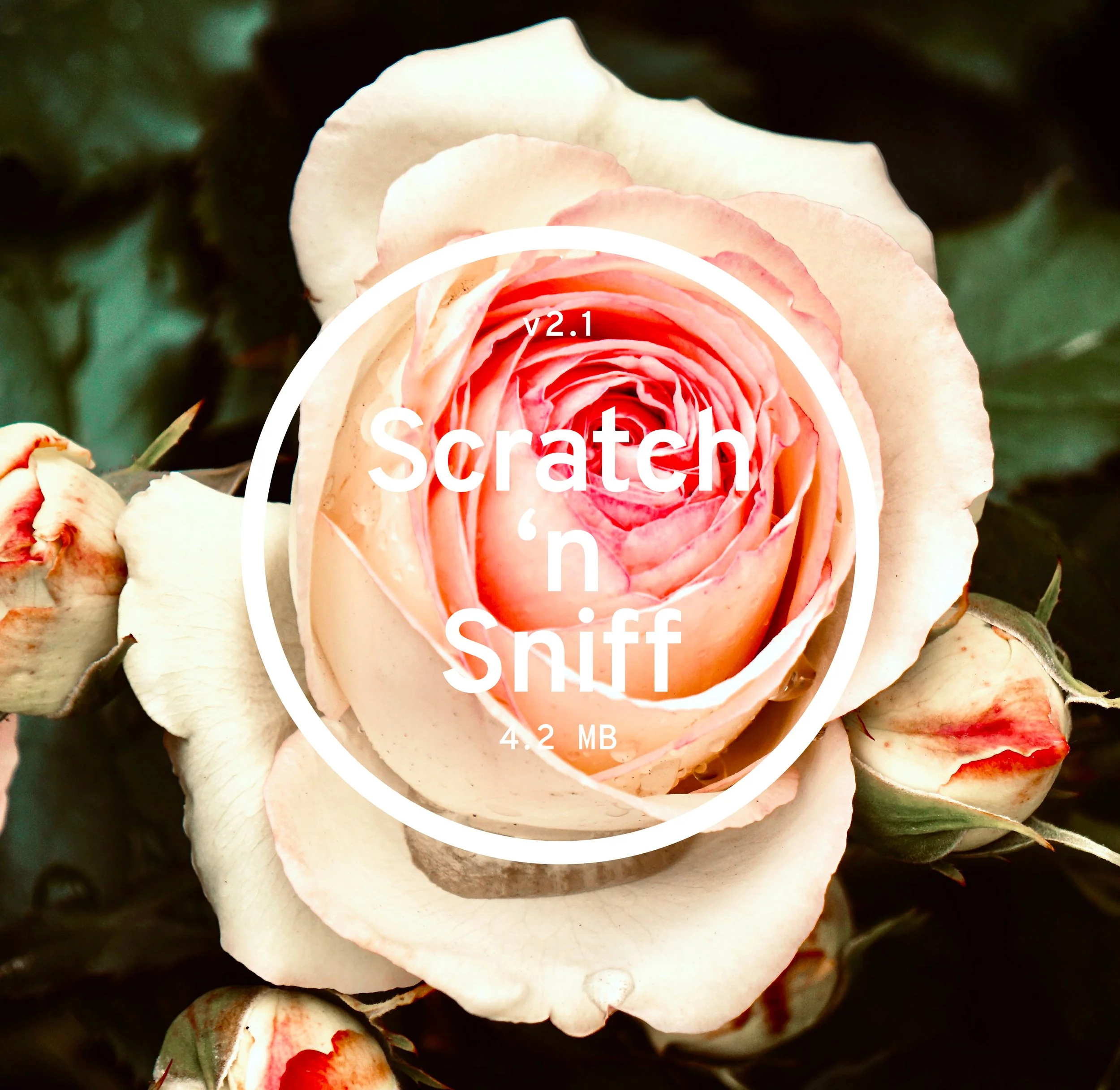 Close-up of a pink and white rose with a white circular overlay containing the text 'Scratch and Sniff' and 'v2.1 4.2 MB'.
