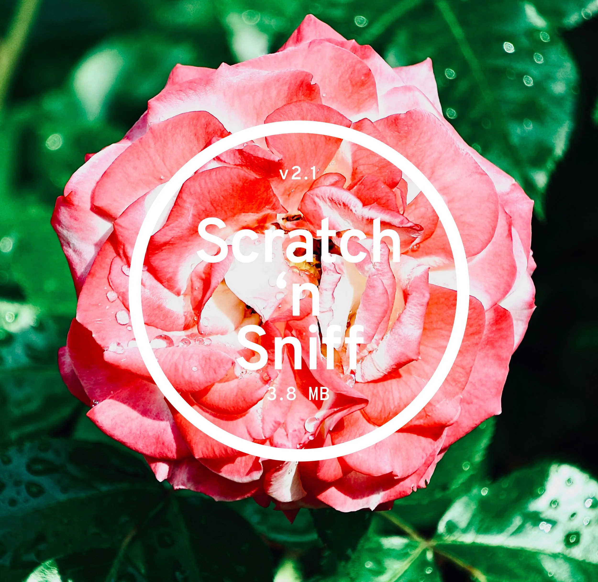 A pink rose with water droplets on its petals, set against a blurred green background.