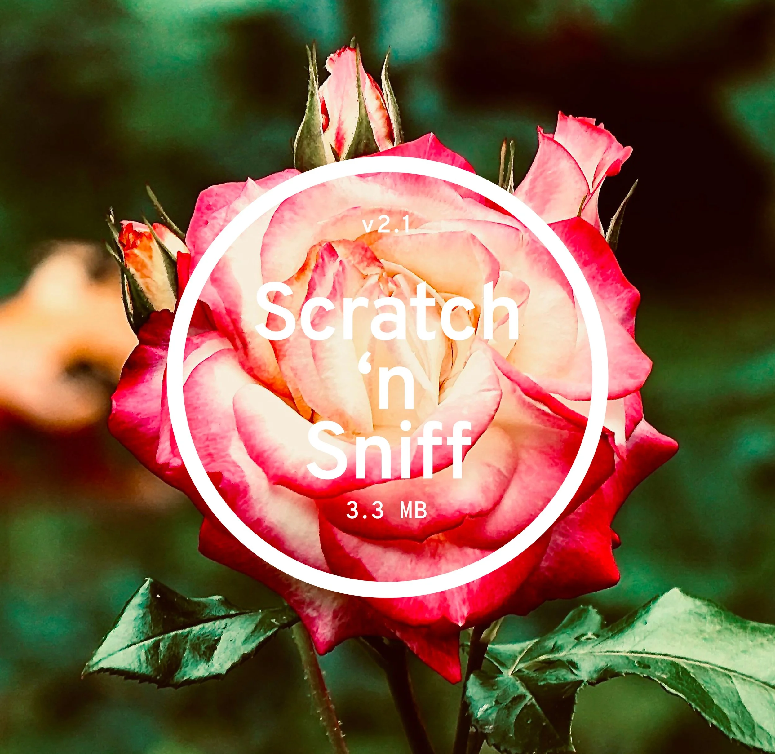 Close-up of a pink and white rose with a few buds and green leaves in the background.