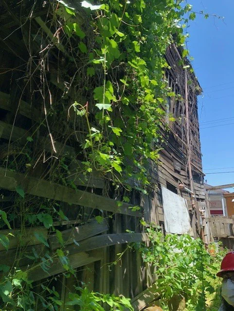 Worn old wooden siding of The Star Theater with overgrown green vines and plants under a clear blue sky.