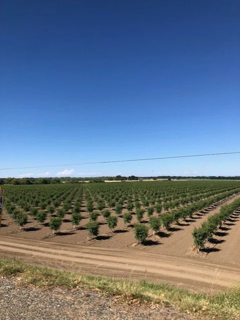 Sacramento Delta orchard under a clear blue sky.