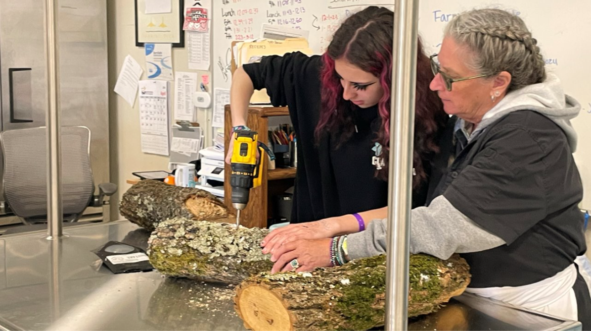 Two women are working together to cut a large log of wood on a table inside a room, with tools and office supplies in the background.