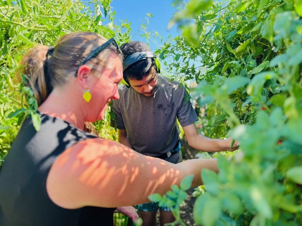 A woman and a man harvesting tomatoes in a lush, green garden on a sunny day.