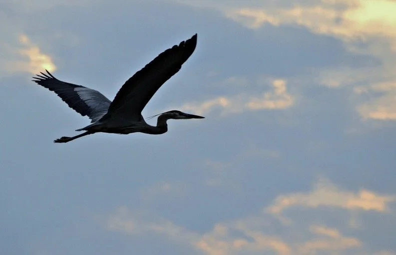 Great blue heron gliding gracefully across a sunset sky, photographed in flight by Rob Smith.