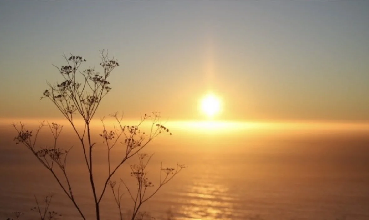 Wildflower silhouetted against a colorful ocean sunset, photographed by Rob Smith
