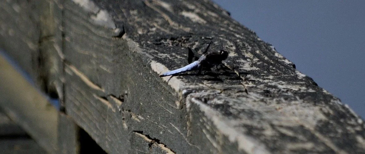 Close-up photograph of a dragonfly resting on a weathered wooden railing, photographed by Rob Smith.