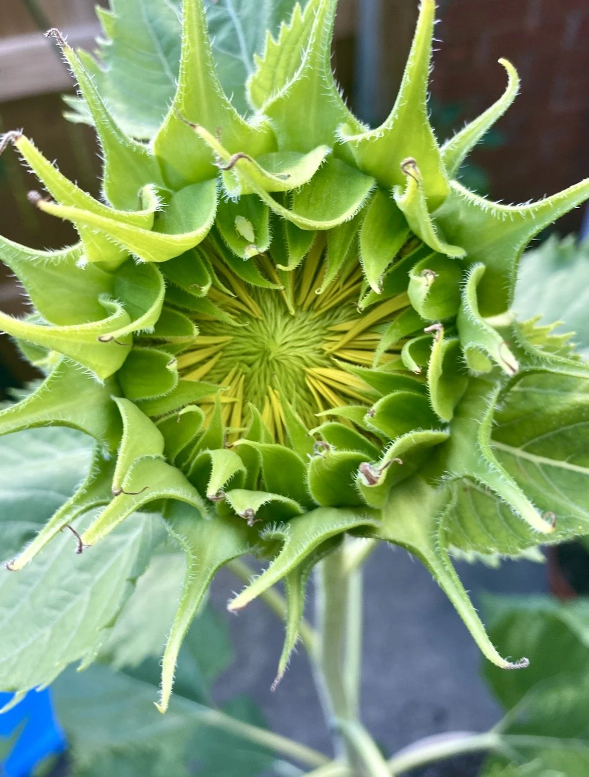 Close-up photograph of a sunflower bud captured by photographer Rob Smith.