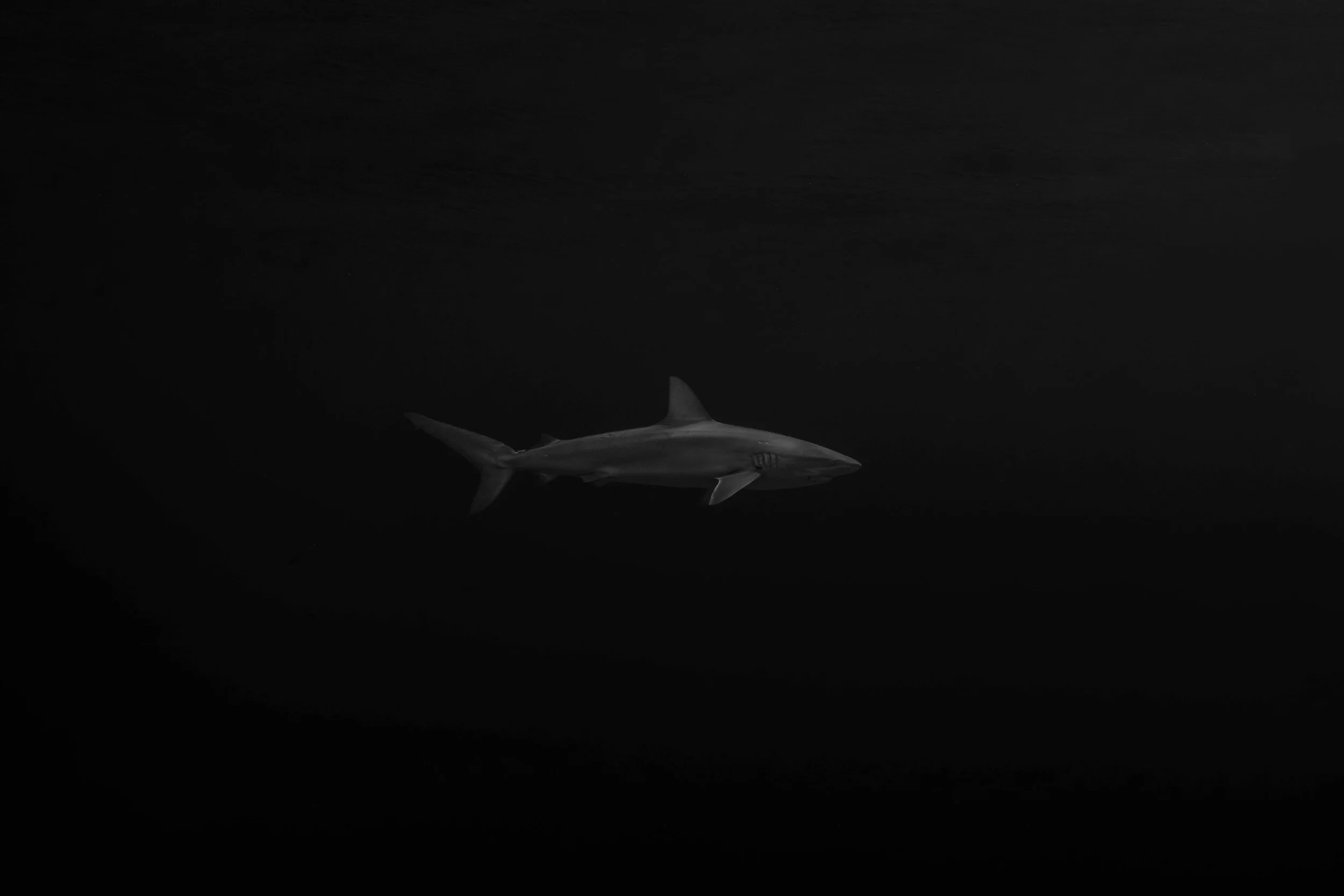 mono+duochrome fxa-15.jpg