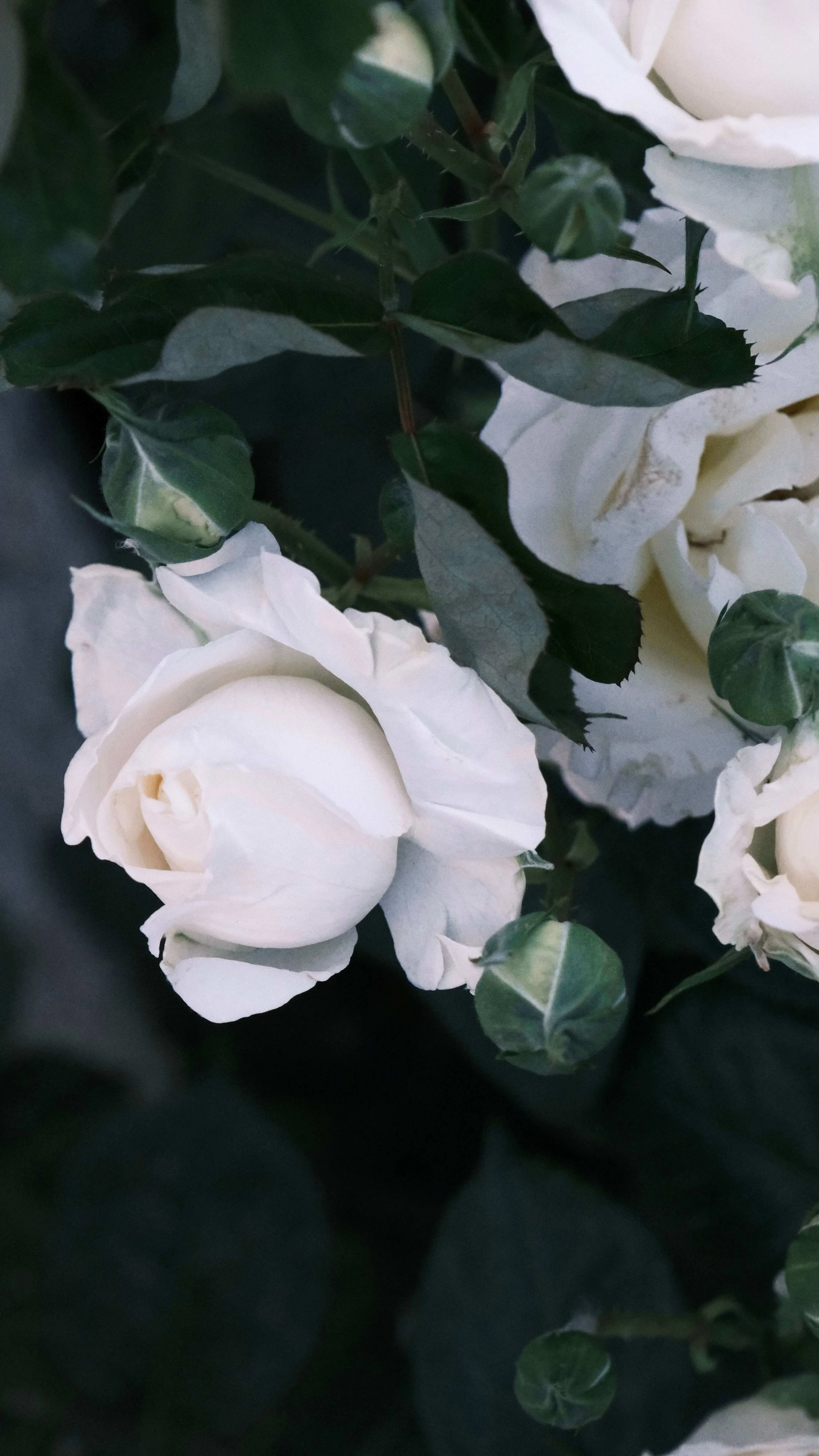 Close-up of white roses and green foliage.