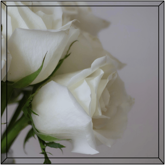 Close-up of white roses with dark green stems.