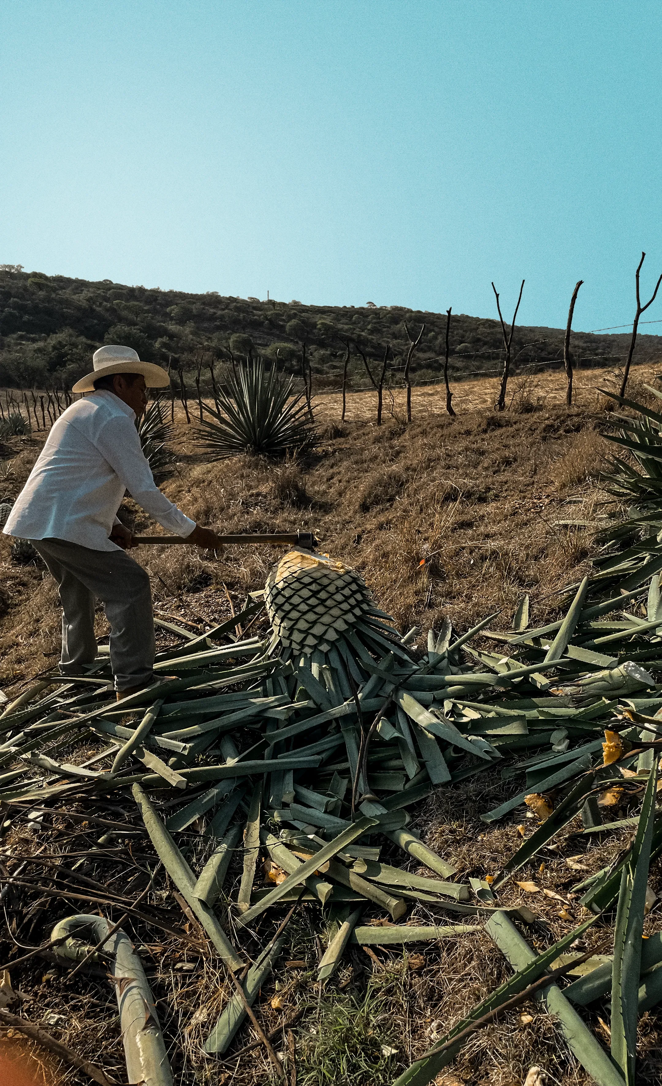 Mezcal Mixteca Poblana
