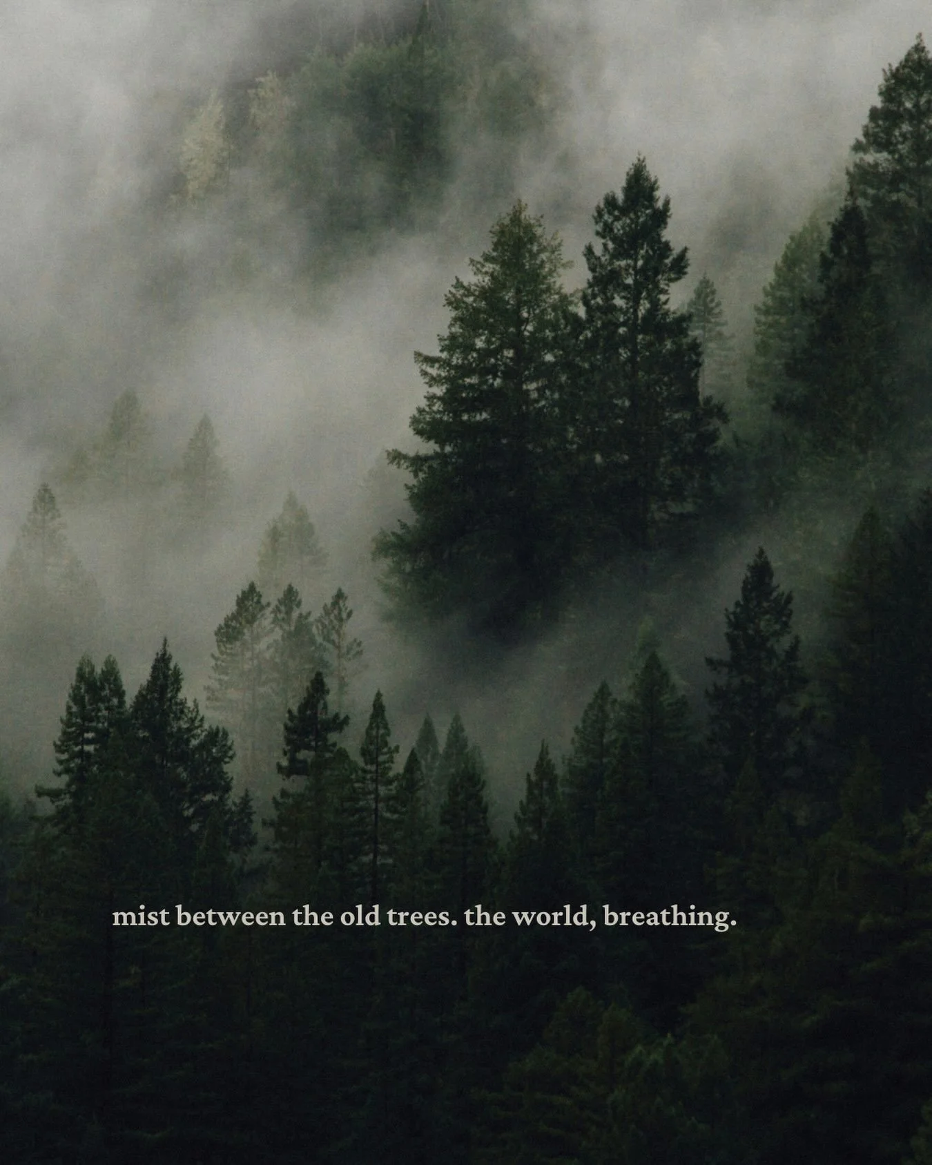 the woods where magic comes from. old enough to have opinions.

adult romantasy | forest fantasy | wild magic | coastal fantasy

📷 photo by Kyle Glenn on unsplash

#fantasybooks #bookstagram #adultfantasy #forestphotography #moodyaesthetic