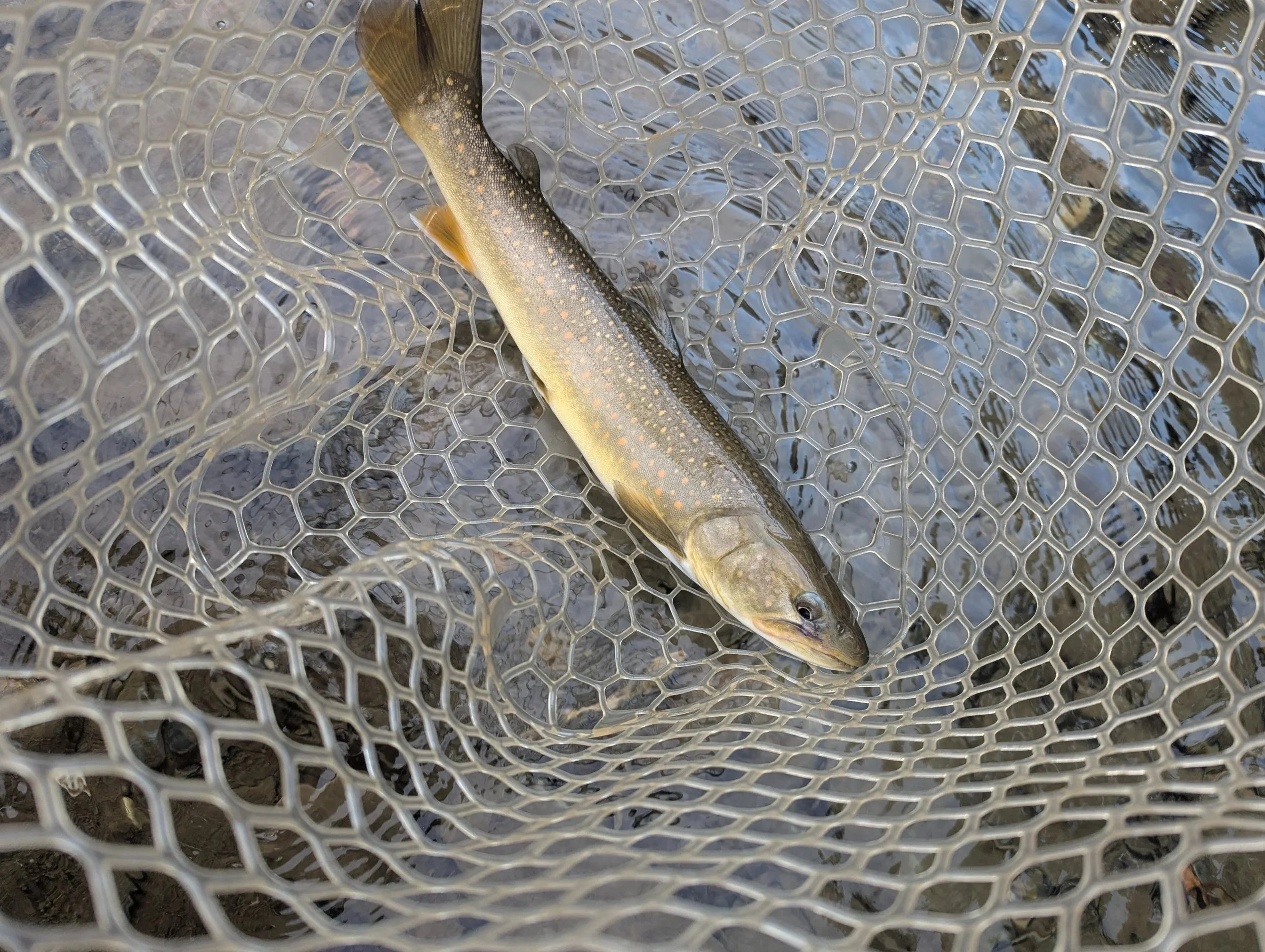 Montana Native threatened Bull Trout