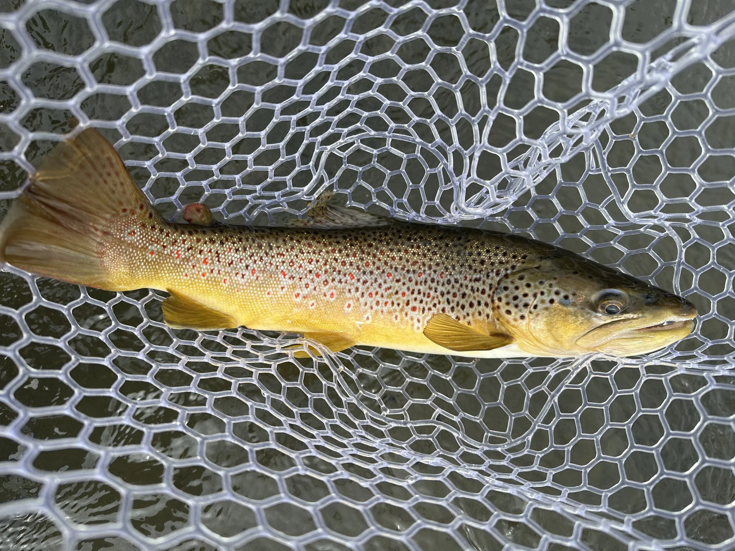 montana brown trout