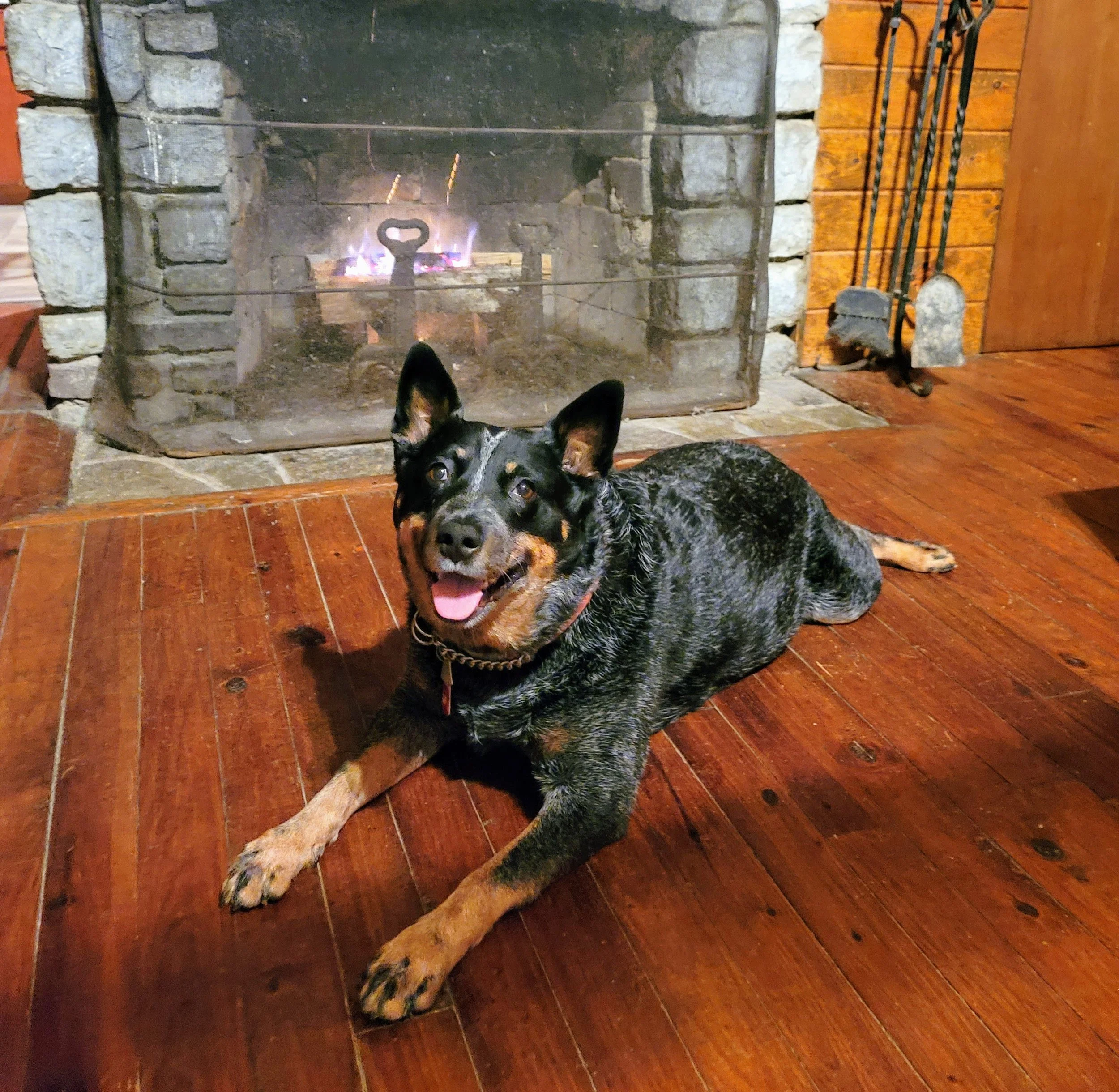 Dog lying on wooden floor in front of a stone fireplace with a fire burning, and a set of fireplace tools on a wooden wall to the right.