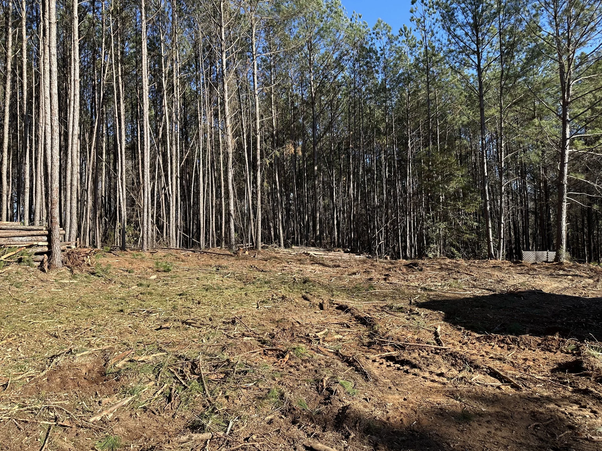 A forest with tall, thin trees, mostly pine, on a sunny day with a clear blue sky. The ground is covered with dirt, grass, and fallen branches.