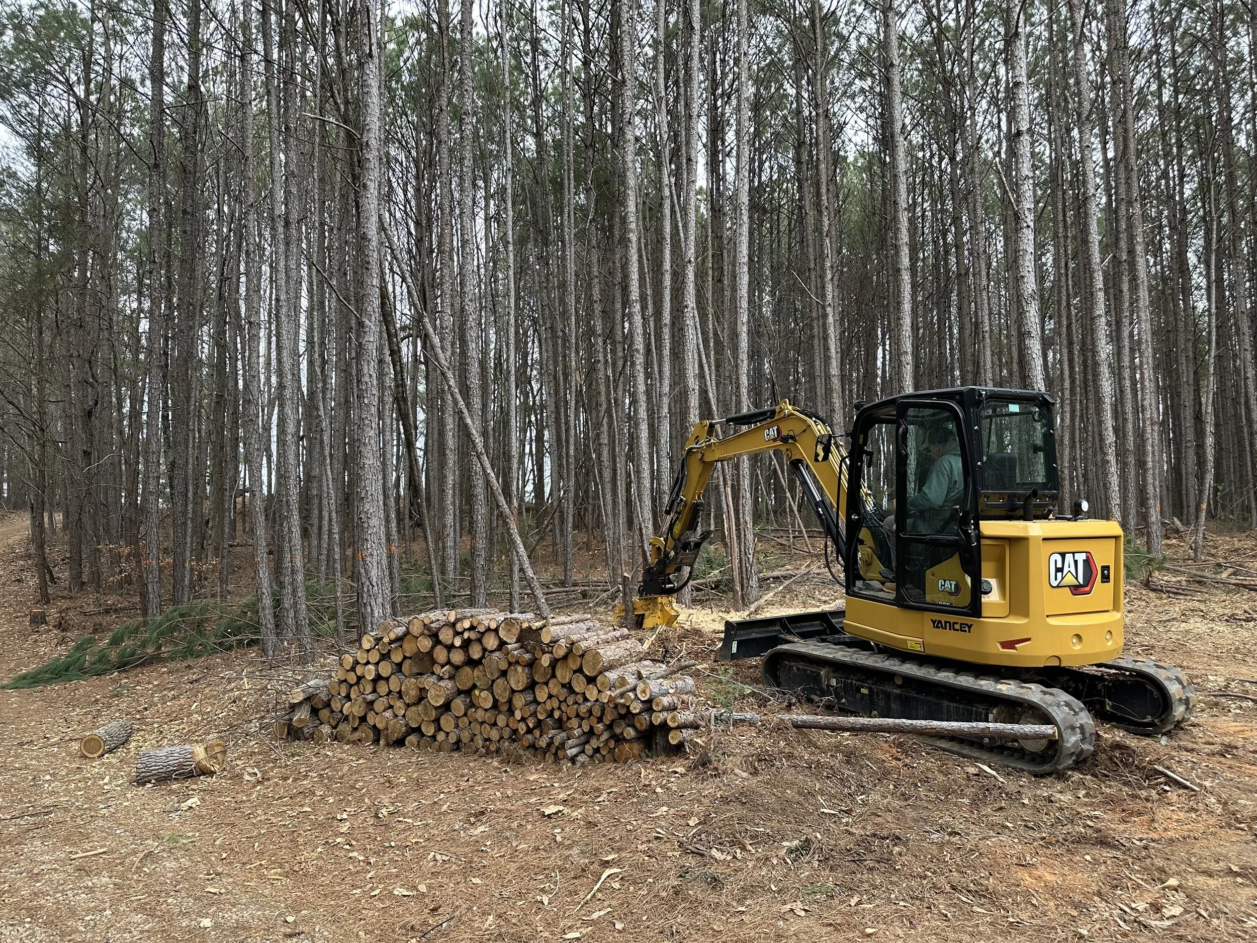 A yellow CAT mini excavator working in a forest, moving logs with a background of tall, straight trees and a pile of cut logs on the ground.