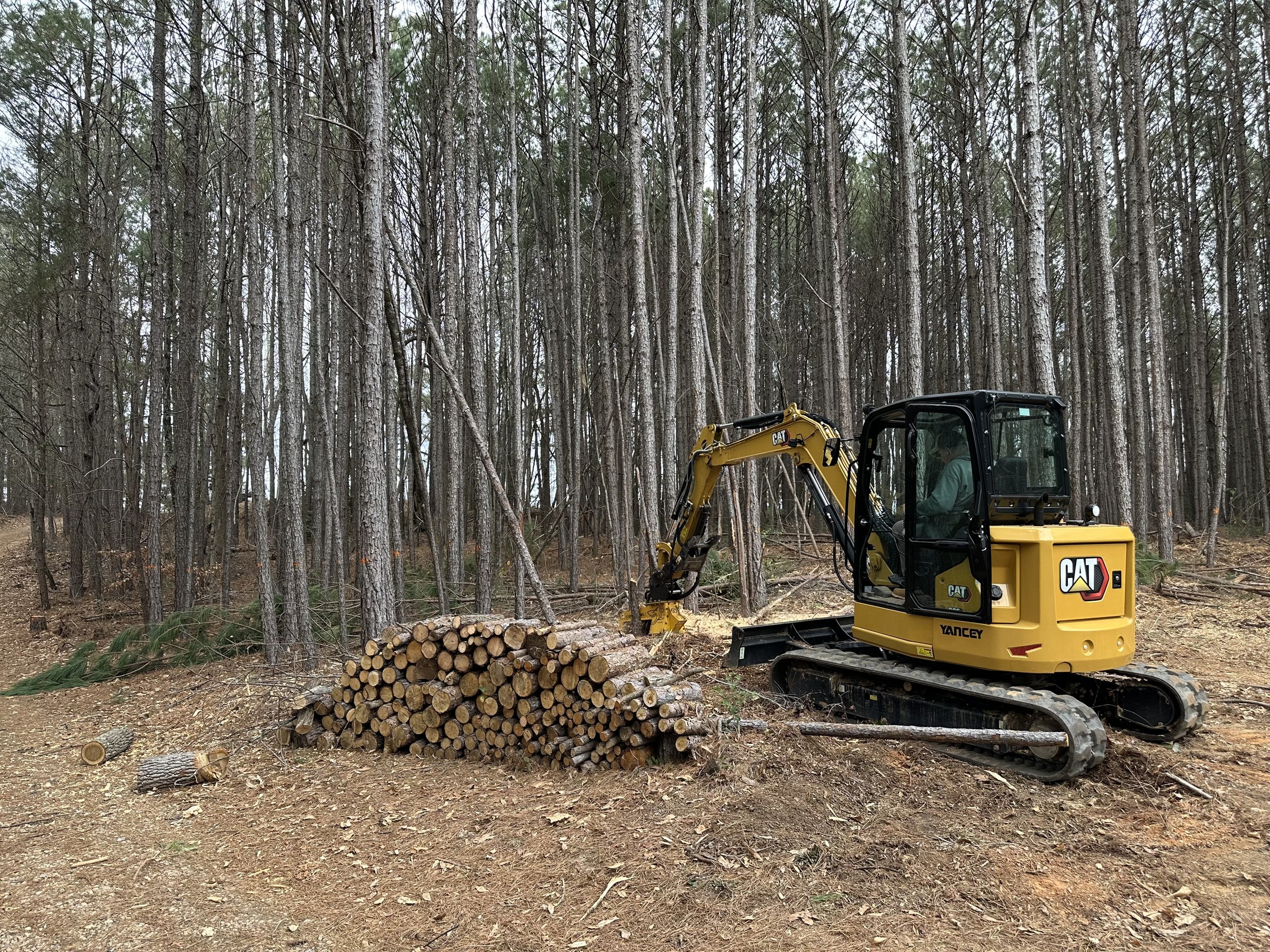 A yellow CAT mini excavator working in a forest, moving logs with a background of tall, straight trees and a pile of cut logs on the ground.