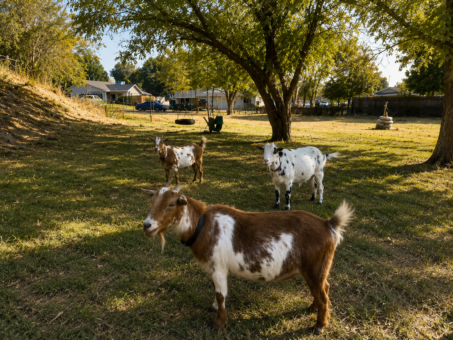 Three goats standing on a grassy lawn under a tree with a swingset and suburban houses in the background.