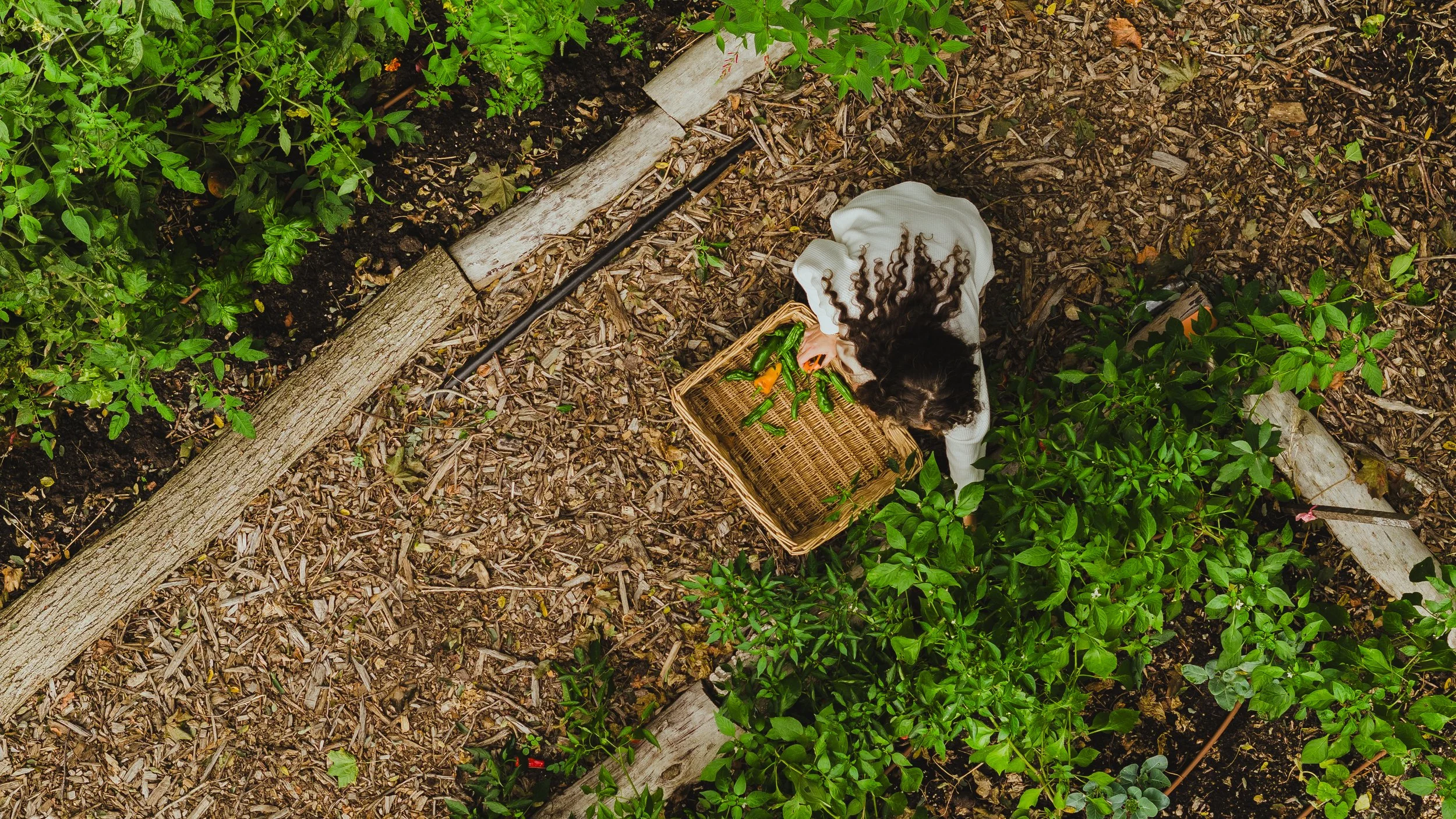 Overhead view of a person harvesting vegetables in a garden, placing them into a wicker basket, surrounded by lush green plants and soil.
