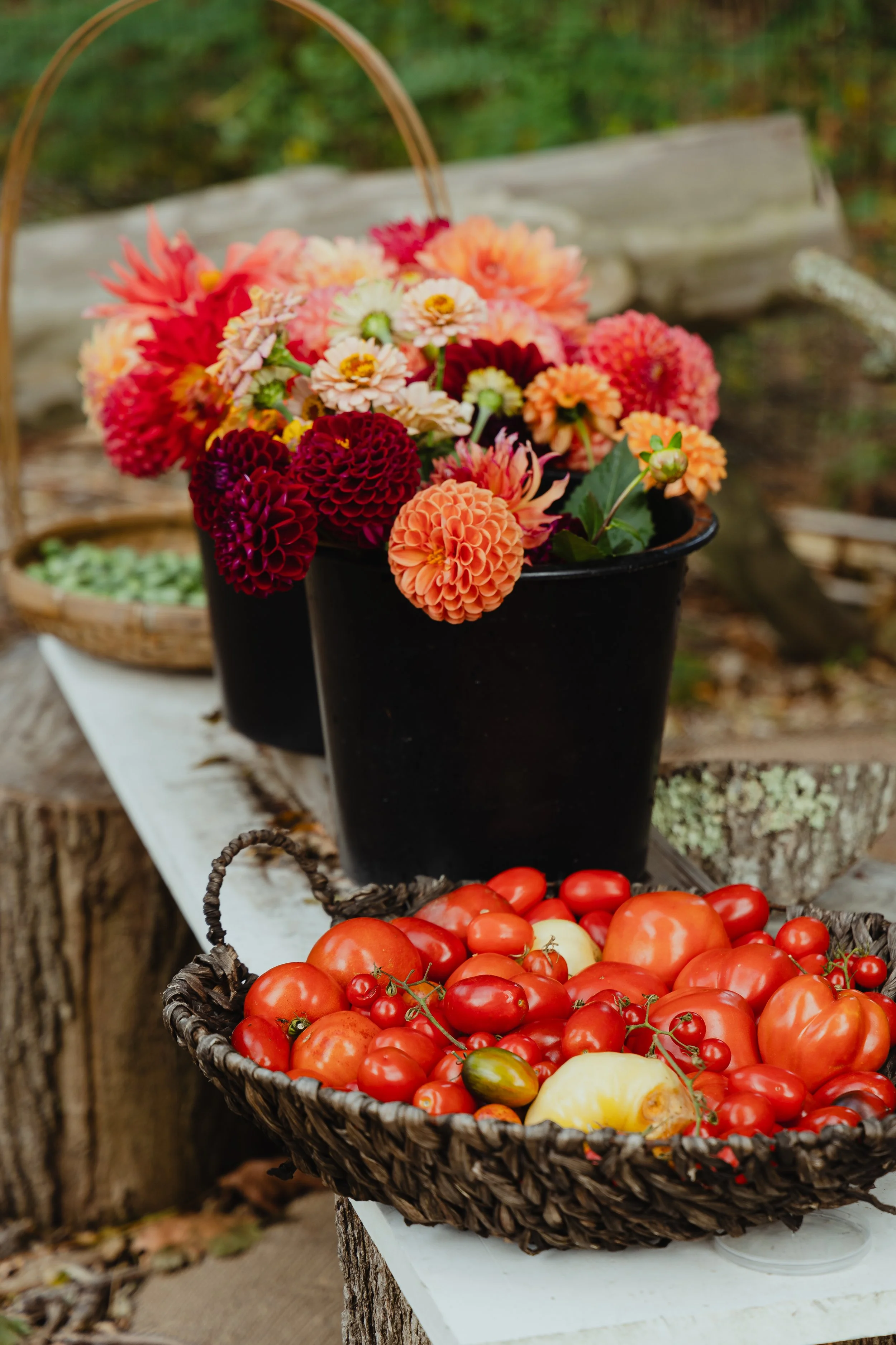 Basket of ripe tomatoes and a black bucket of vibrant dahlias on a rustic bench.