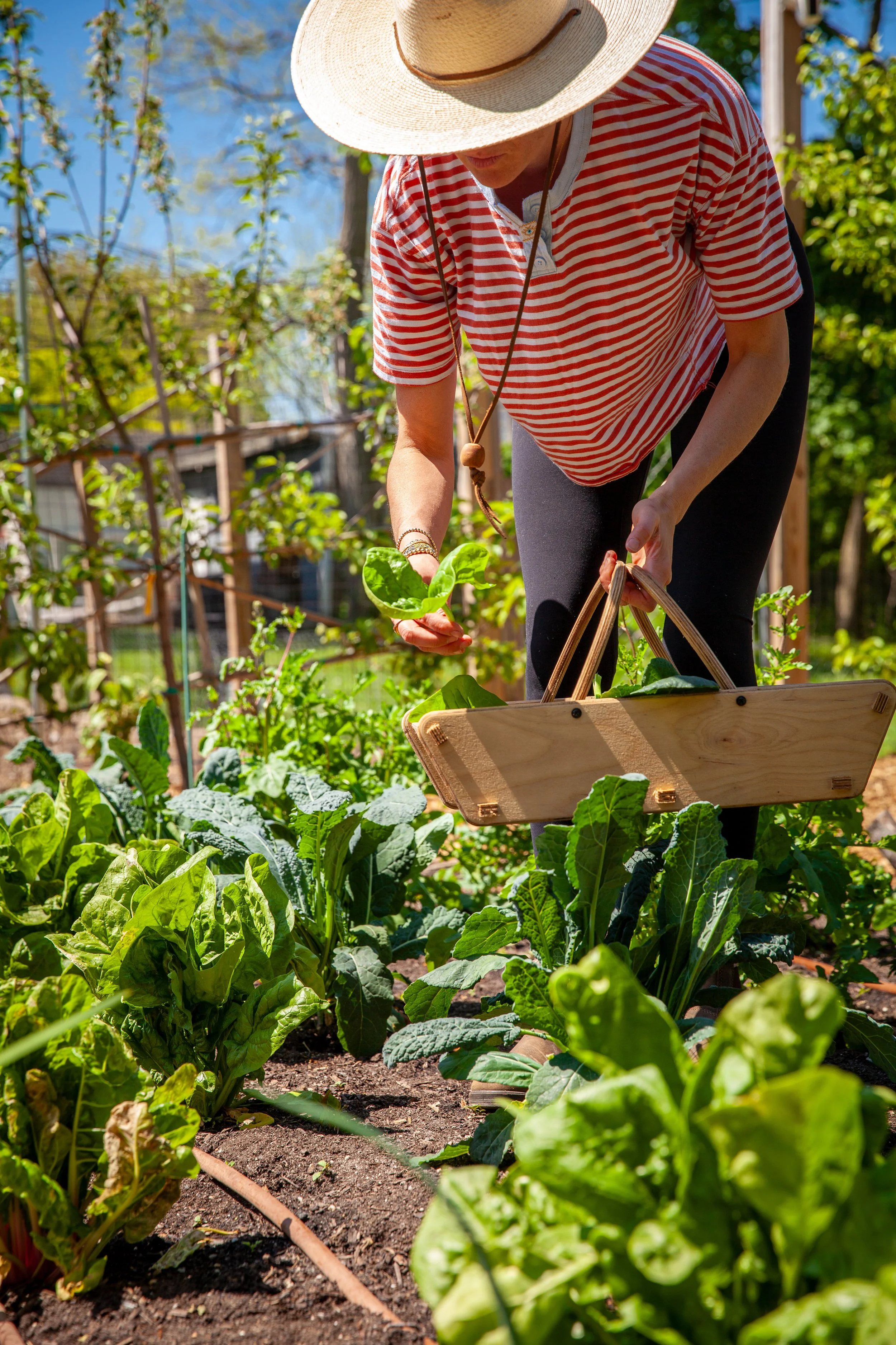 Person wearing a wide-brimmed hat and red striped shirt gardening among green leafy vegetables in a garden with trees and blue sky in the background.
