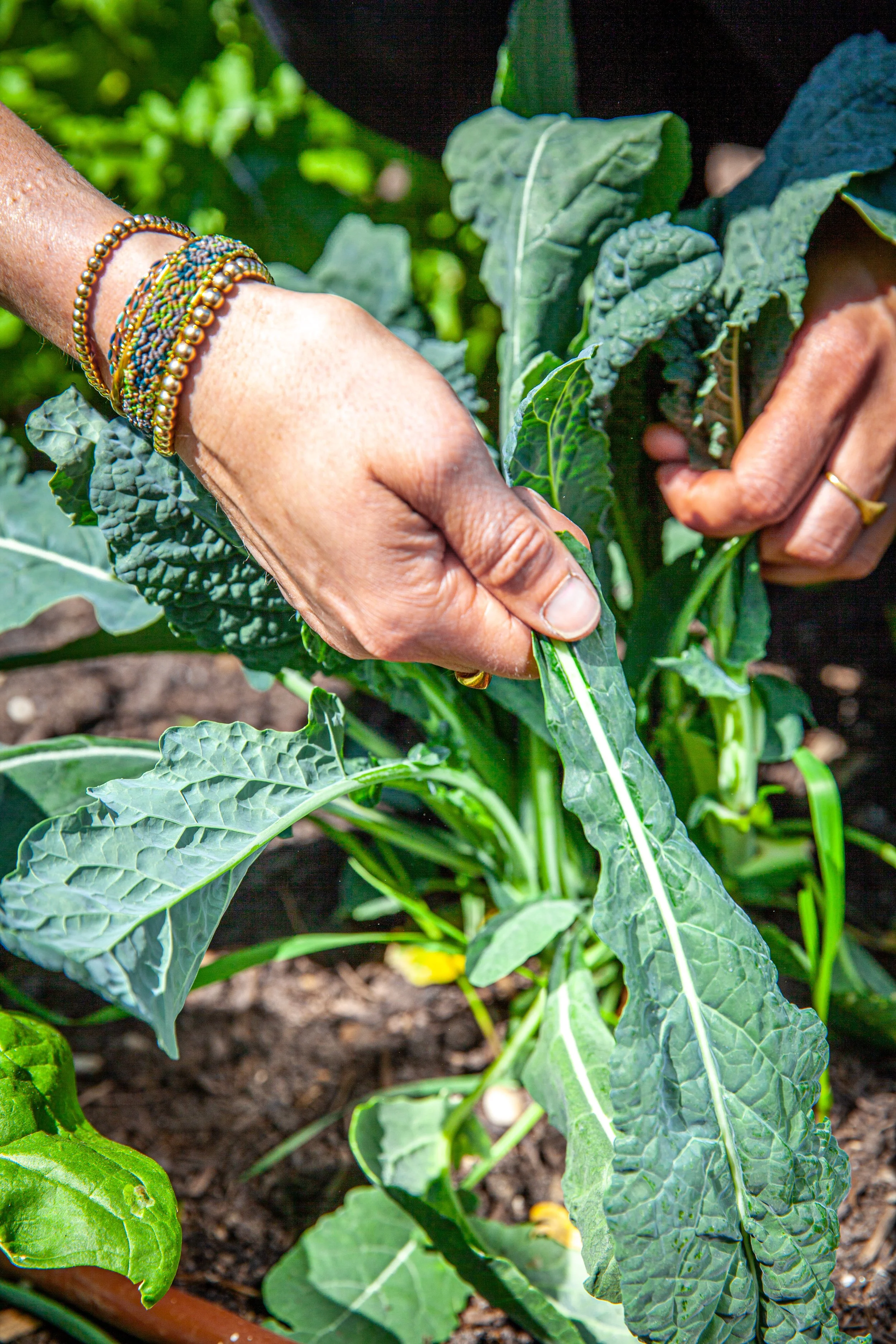 Close-up of a person's hand harvesting leafy greens in a garden. The person is wearing colorful beaded bracelets and a ring, and the garden soil is visible.